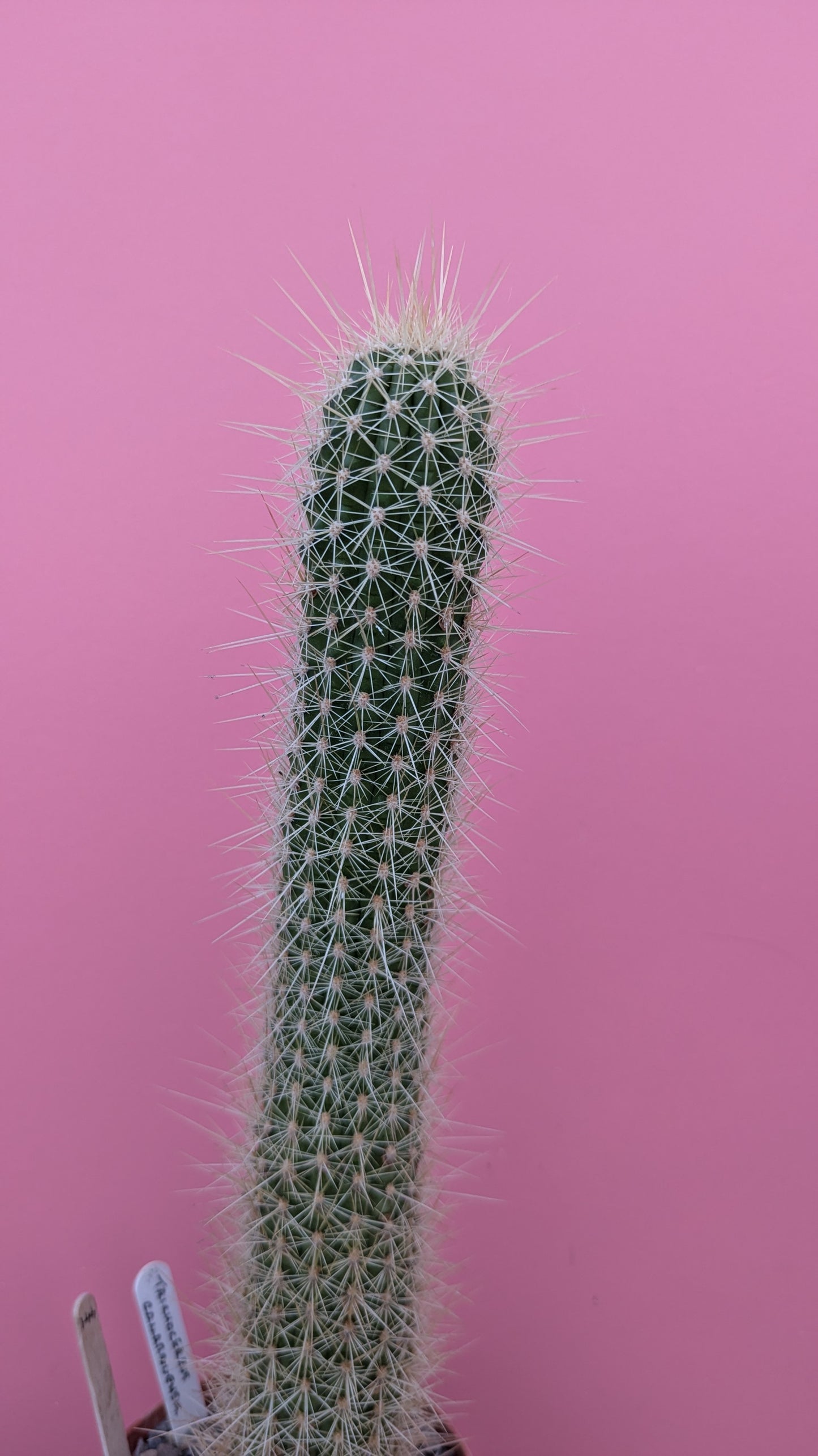 Trichocereus camarguensis (220)