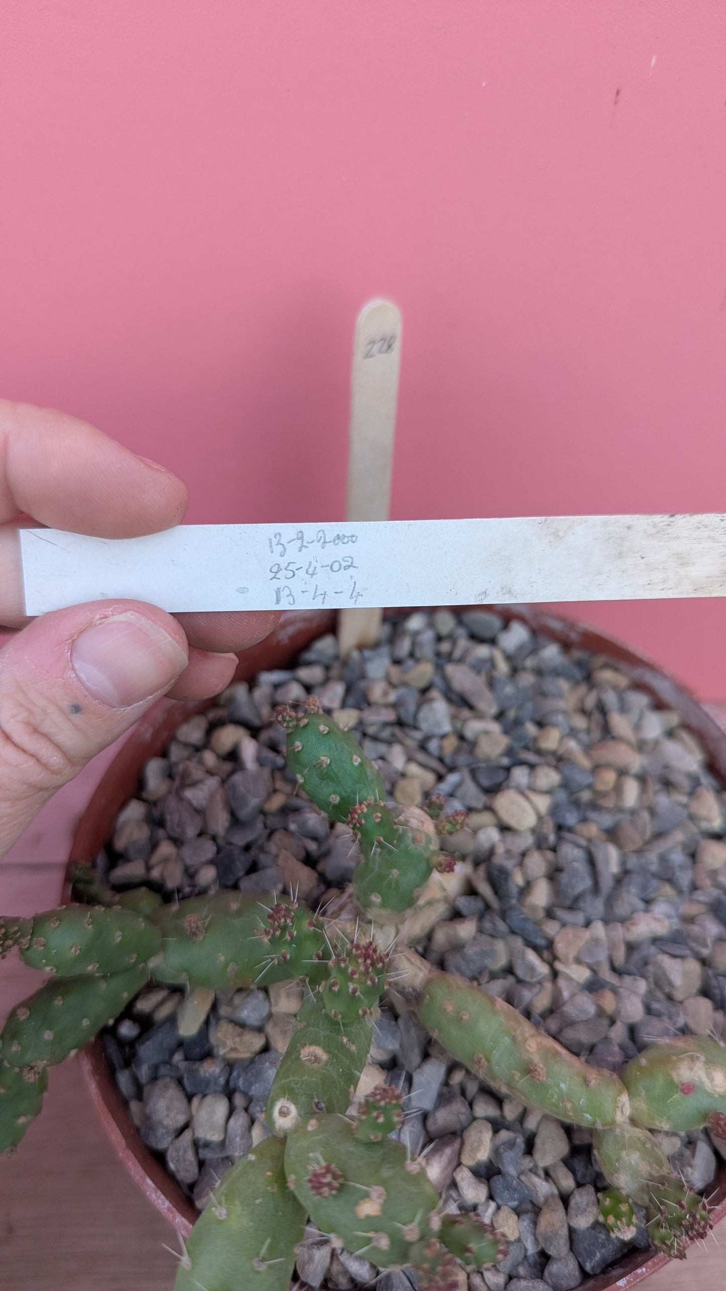 Tephrocactus species of Argentina (228)