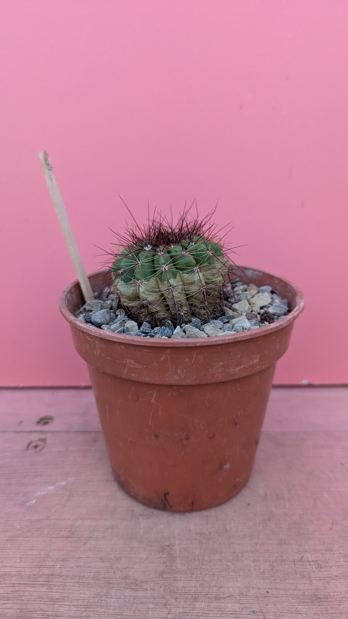 Notocactus species (234)