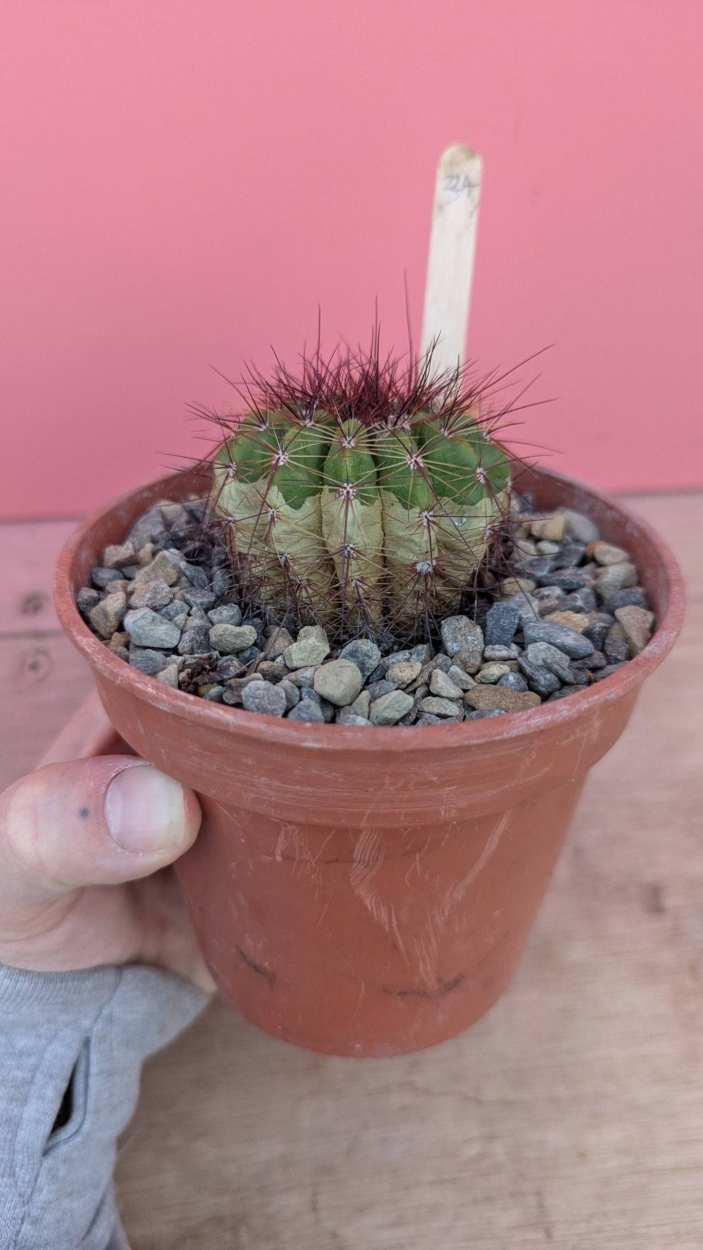 Notocactus species (234)