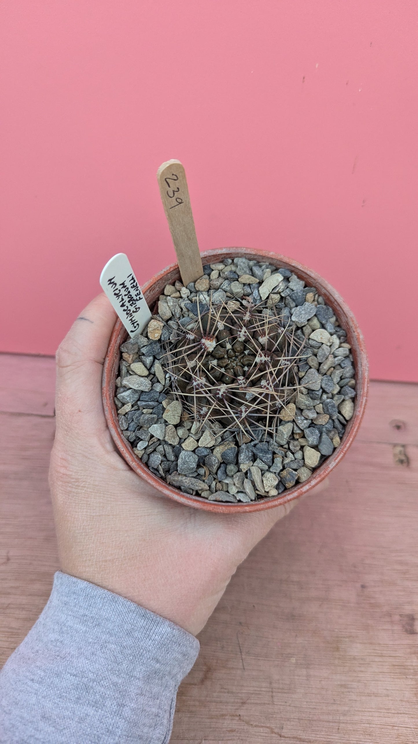 Gymnocalycium fenelli (239)