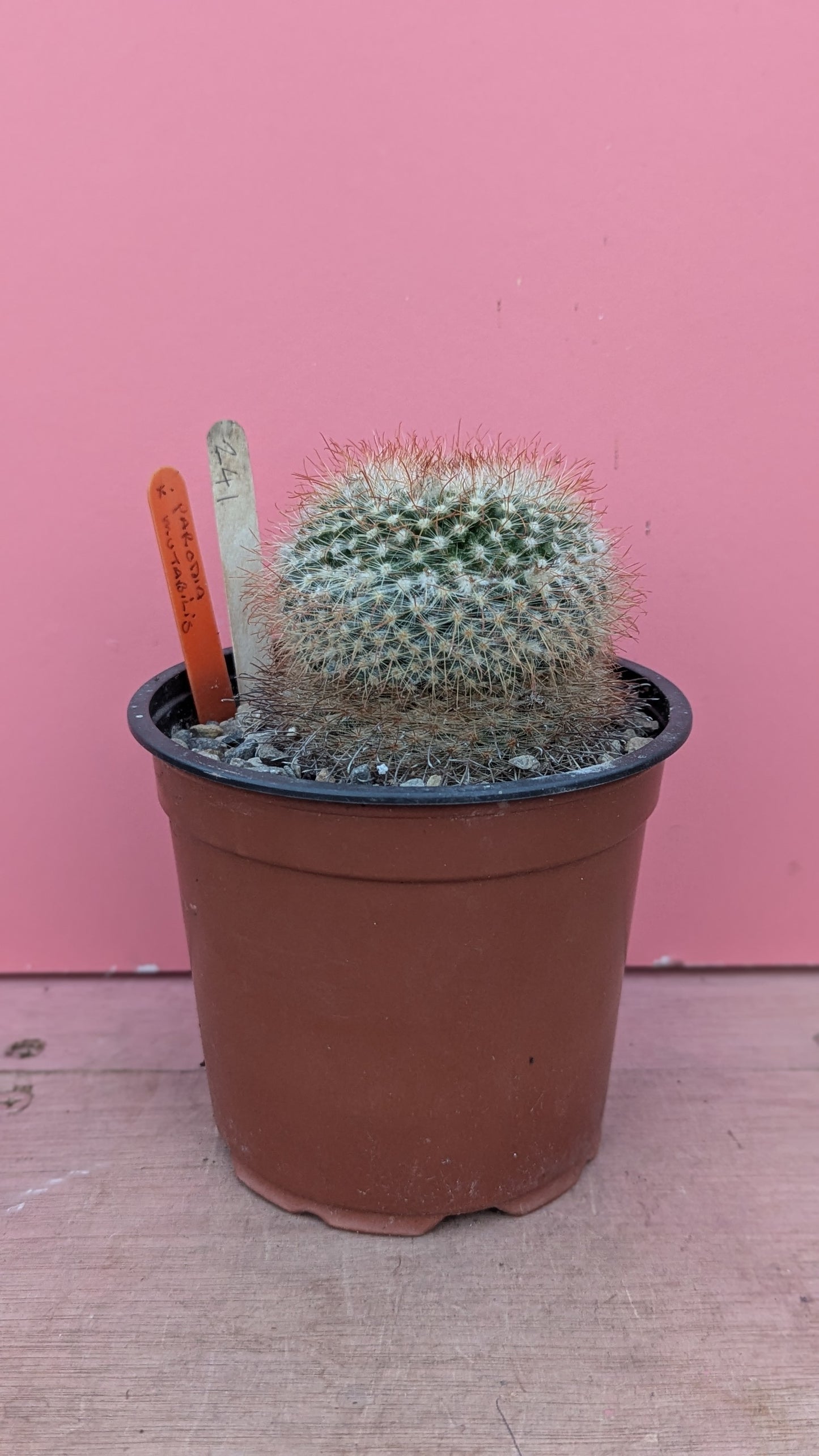 Parodia mutabilis (241)
