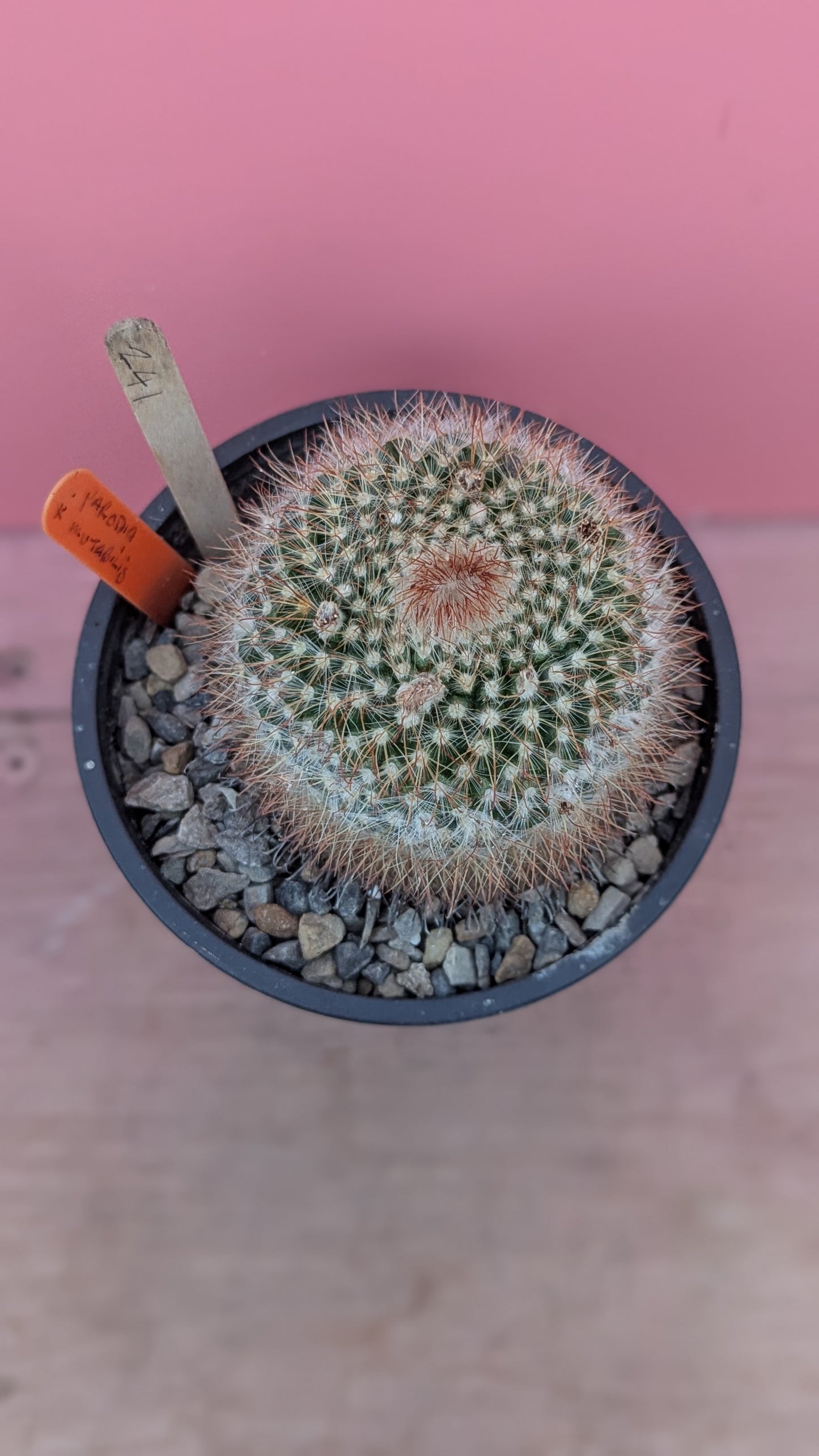 Parodia mutabilis (241)