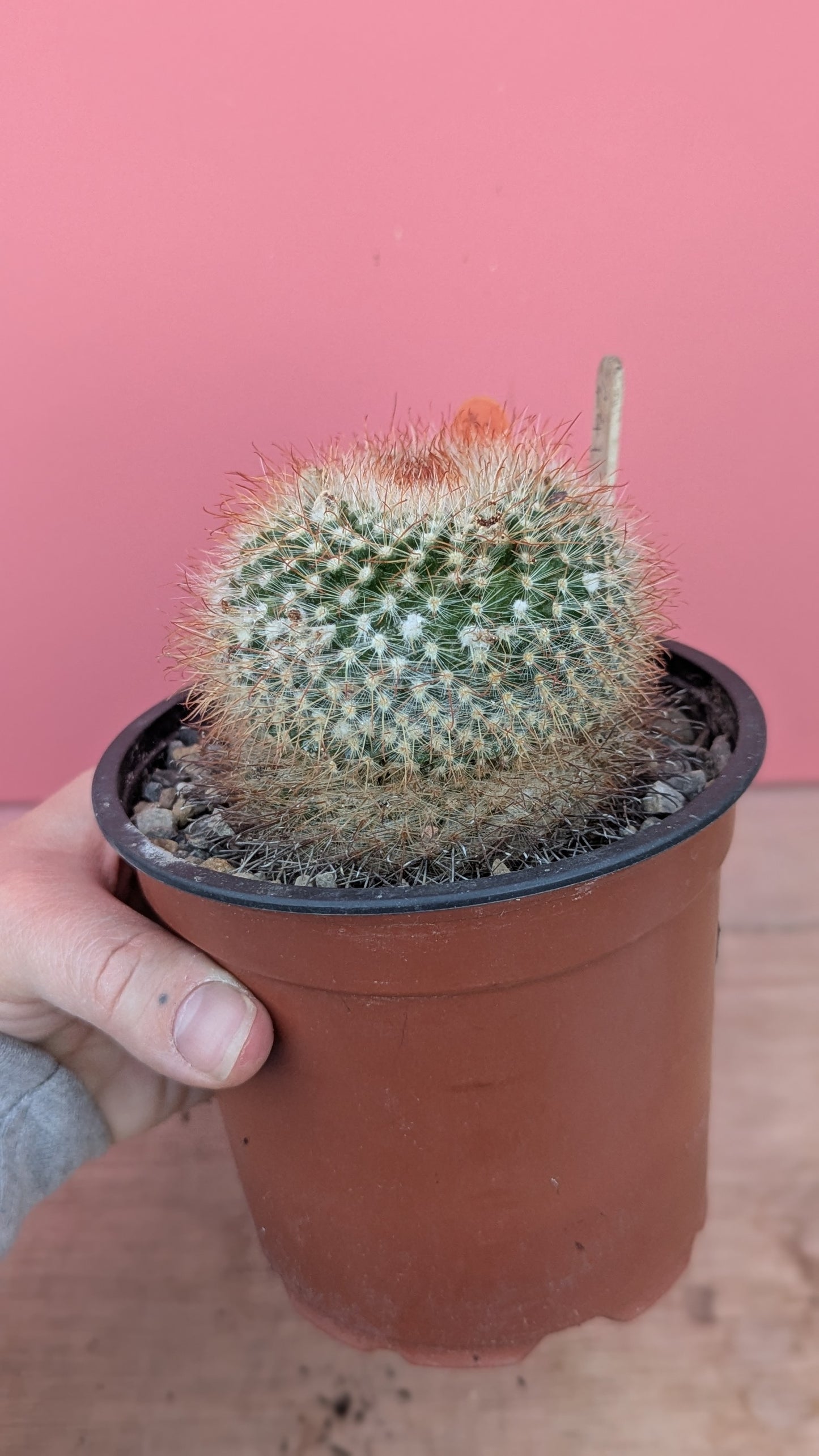 Parodia mutabilis (241)