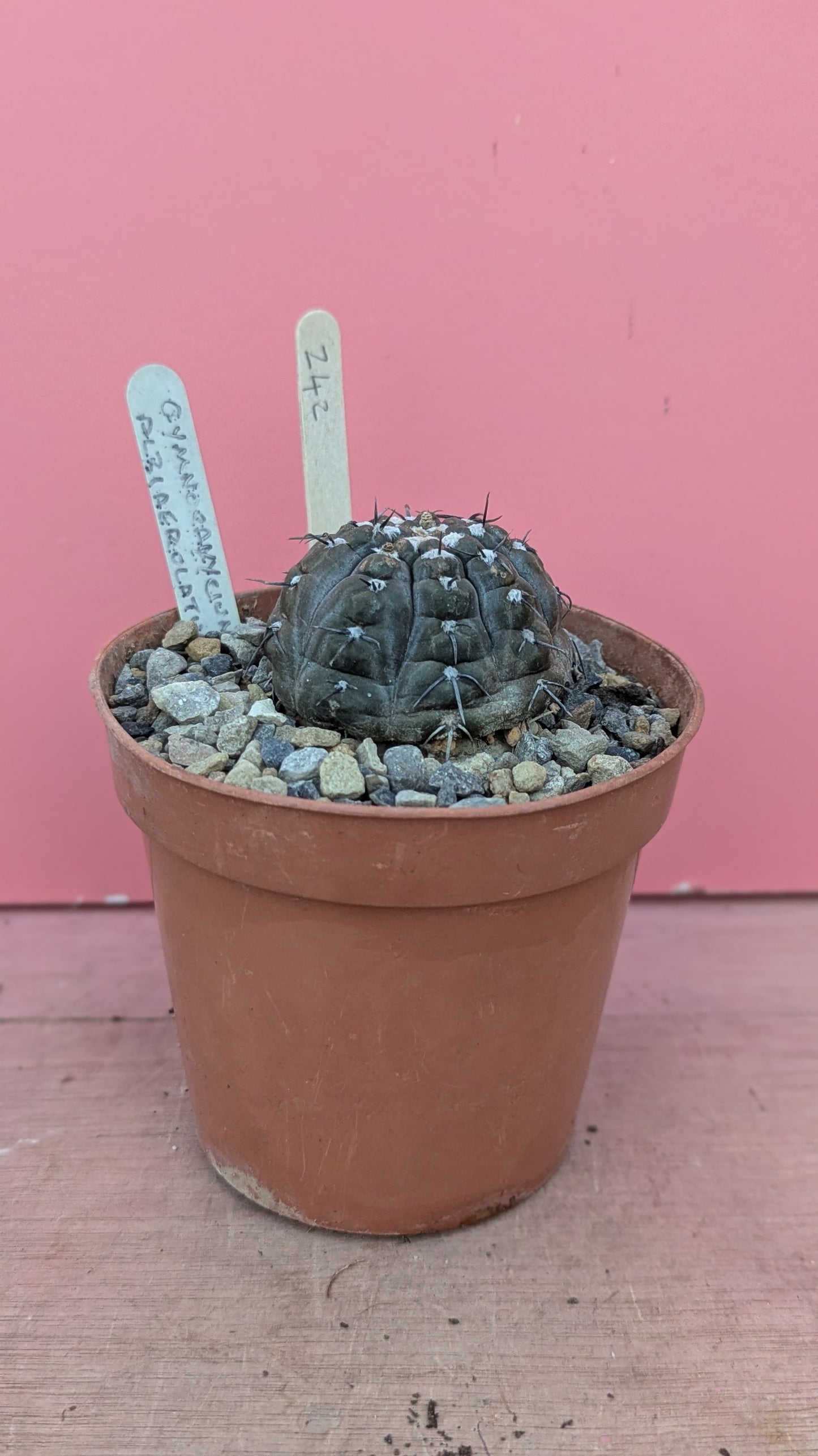 Gymnocalycium albiareolatum (242)