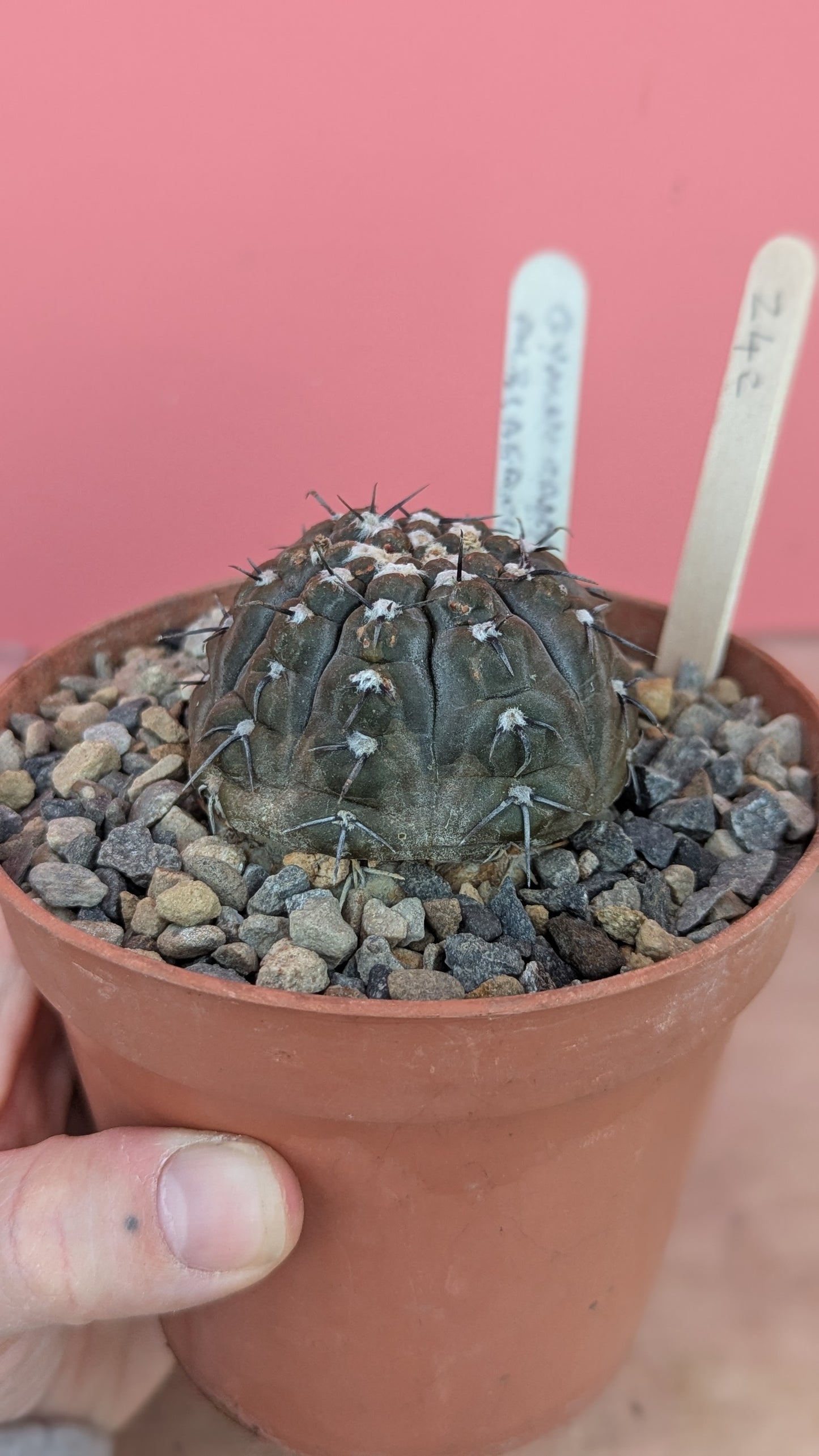 Gymnocalycium albiareolatum (242)