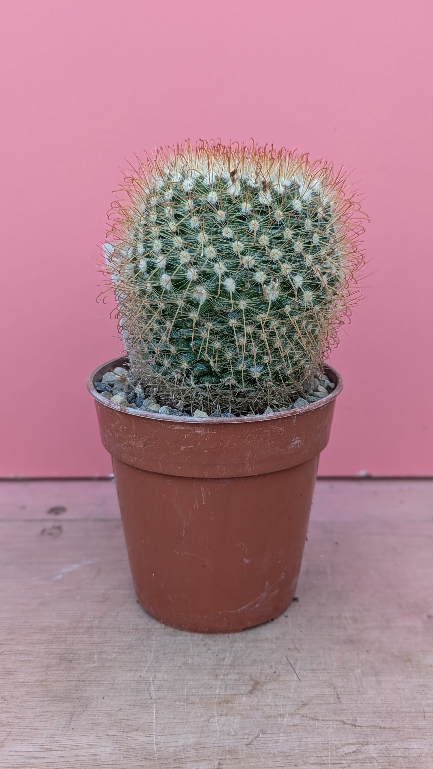 Parodia mutabilis (244)