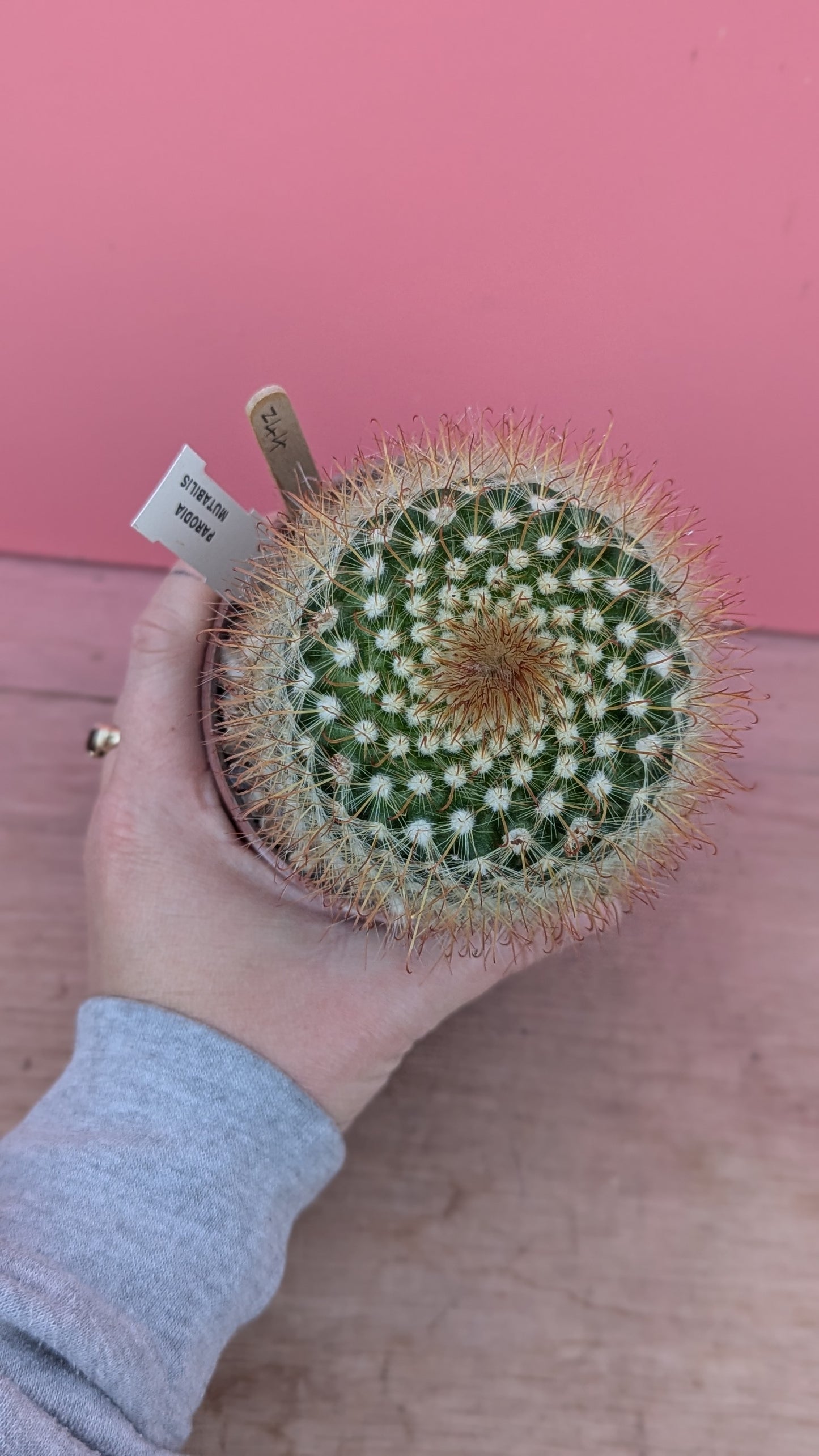 Parodia mutabilis (244)