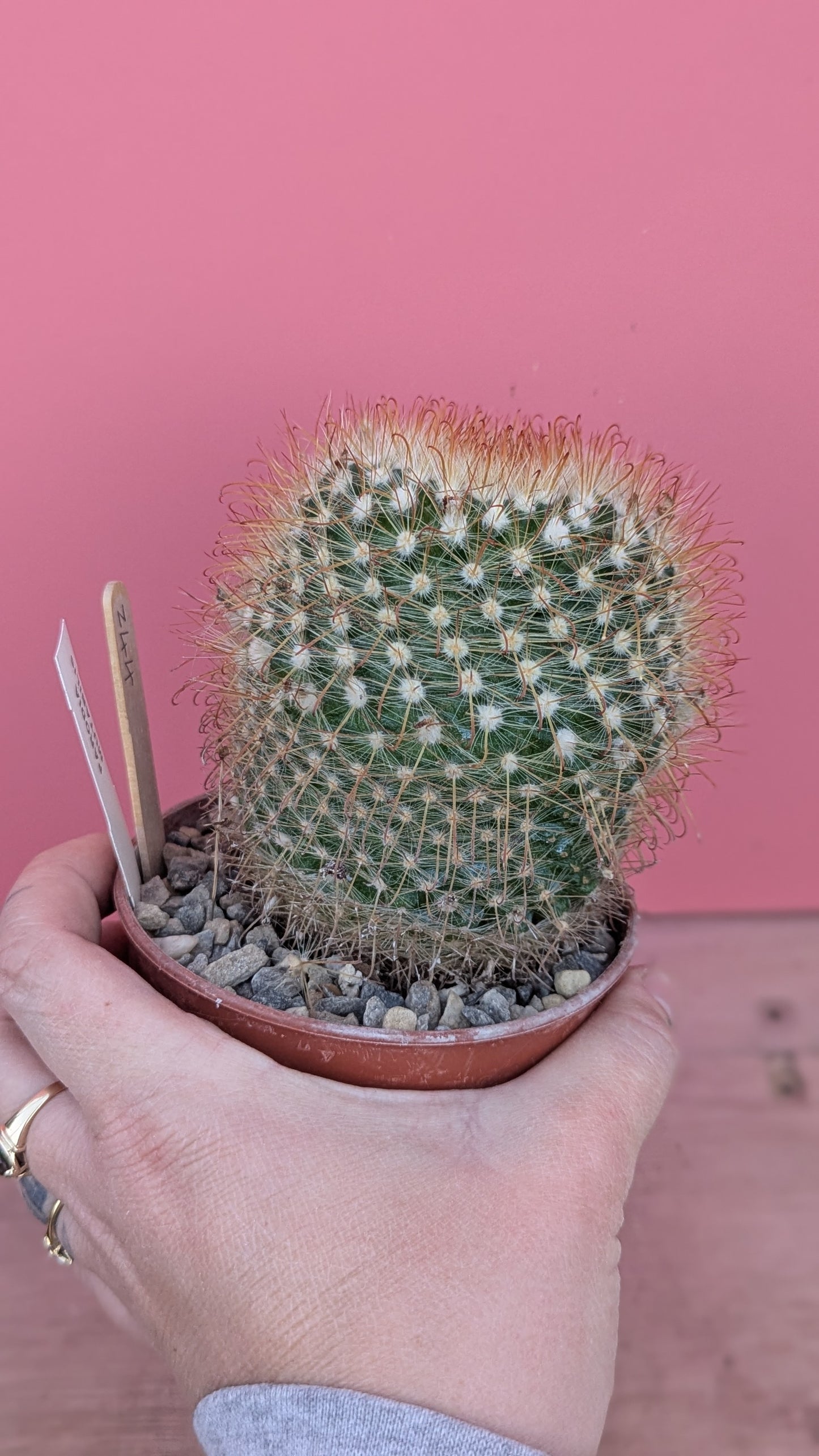 Parodia mutabilis (244)