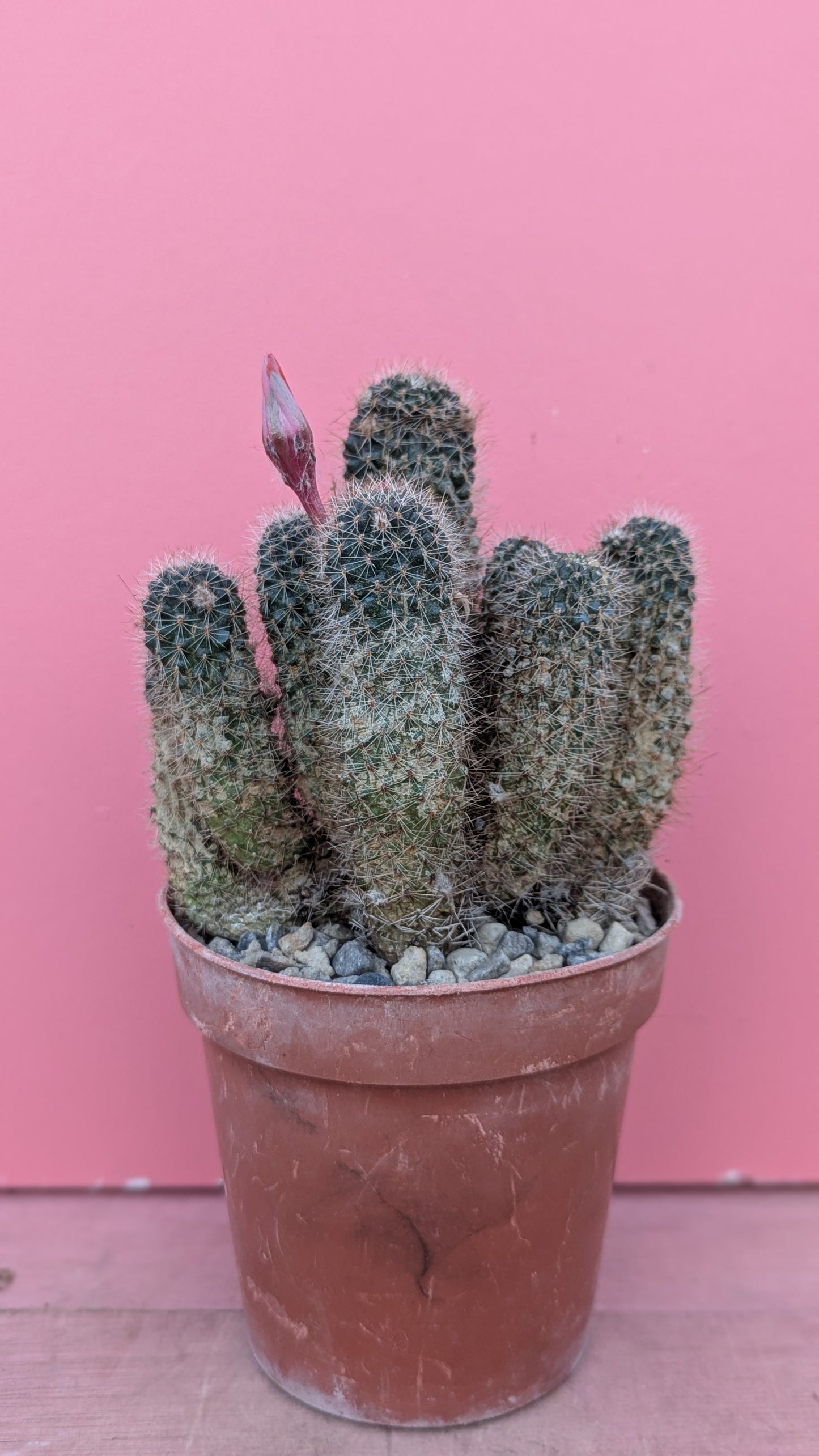 Rebutia euanthema (247)