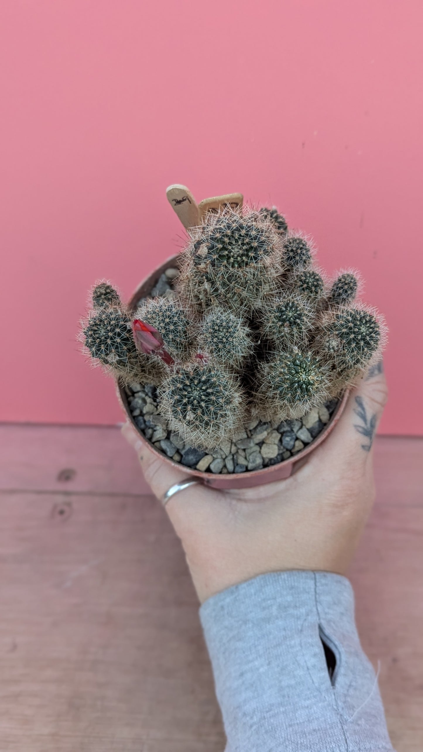 Rebutia euanthema (247)