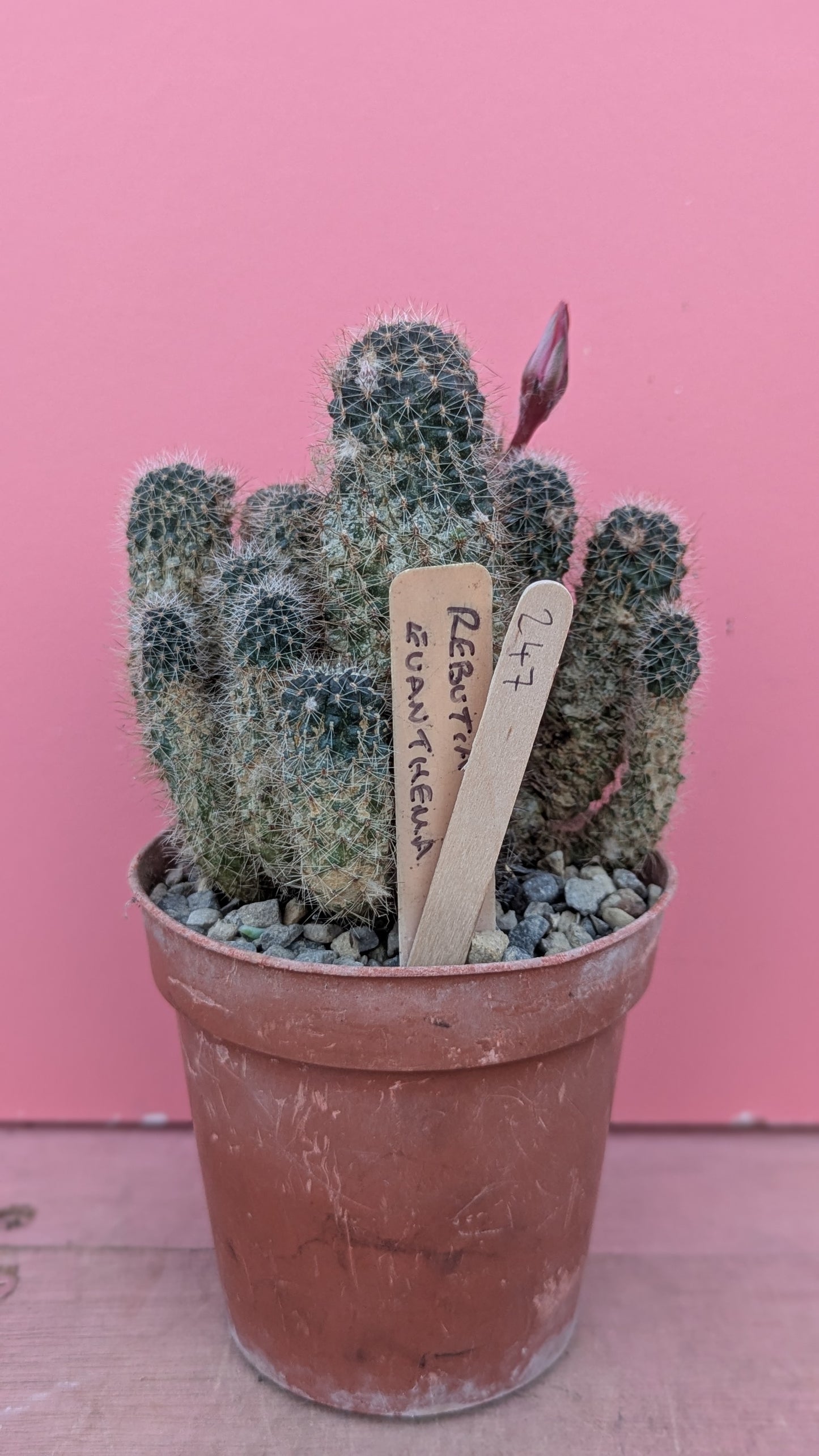 Rebutia euanthema (247)