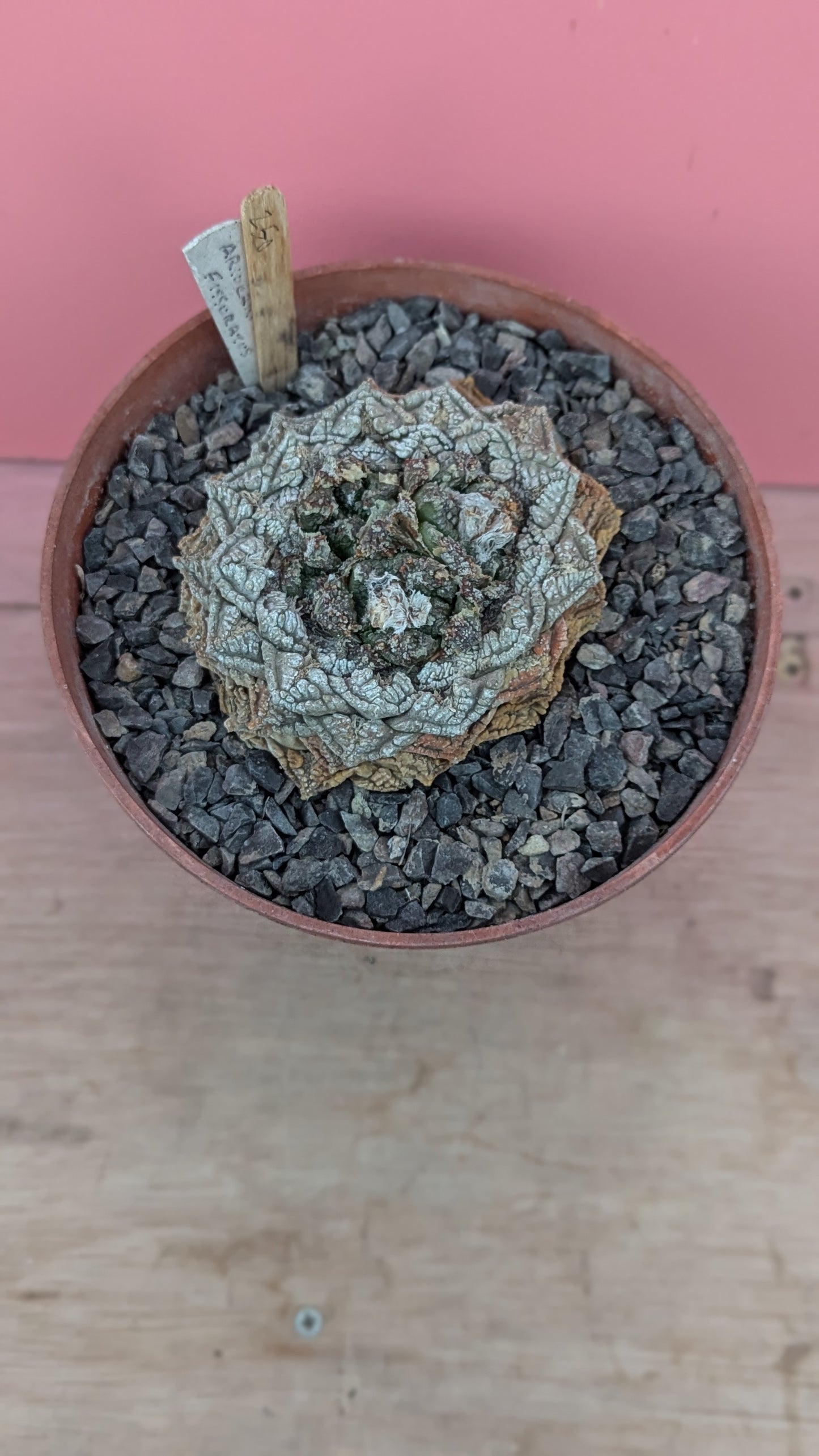 Ariocarpus fissuratus (250)
