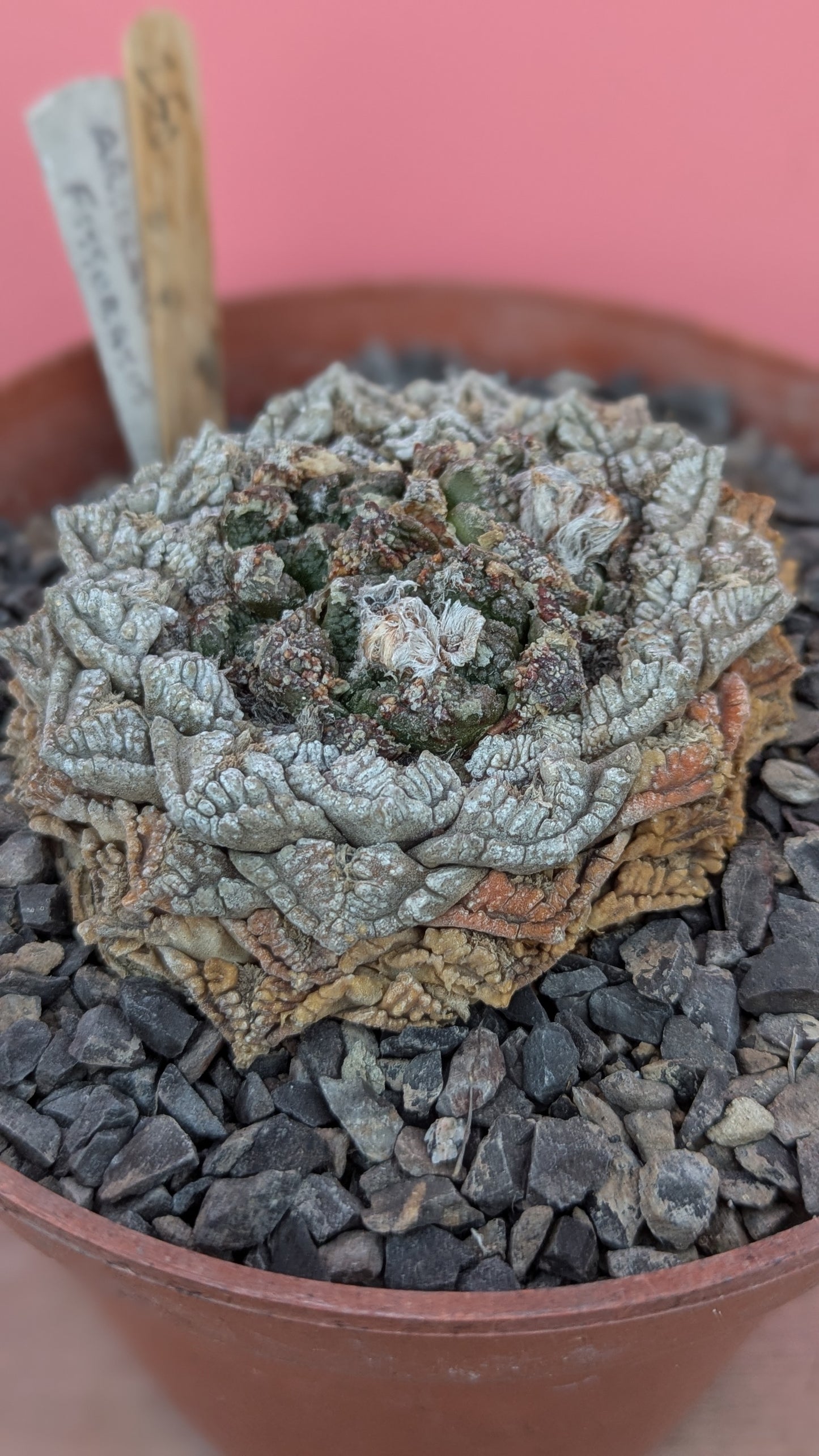 Ariocarpus fissuratus (250)