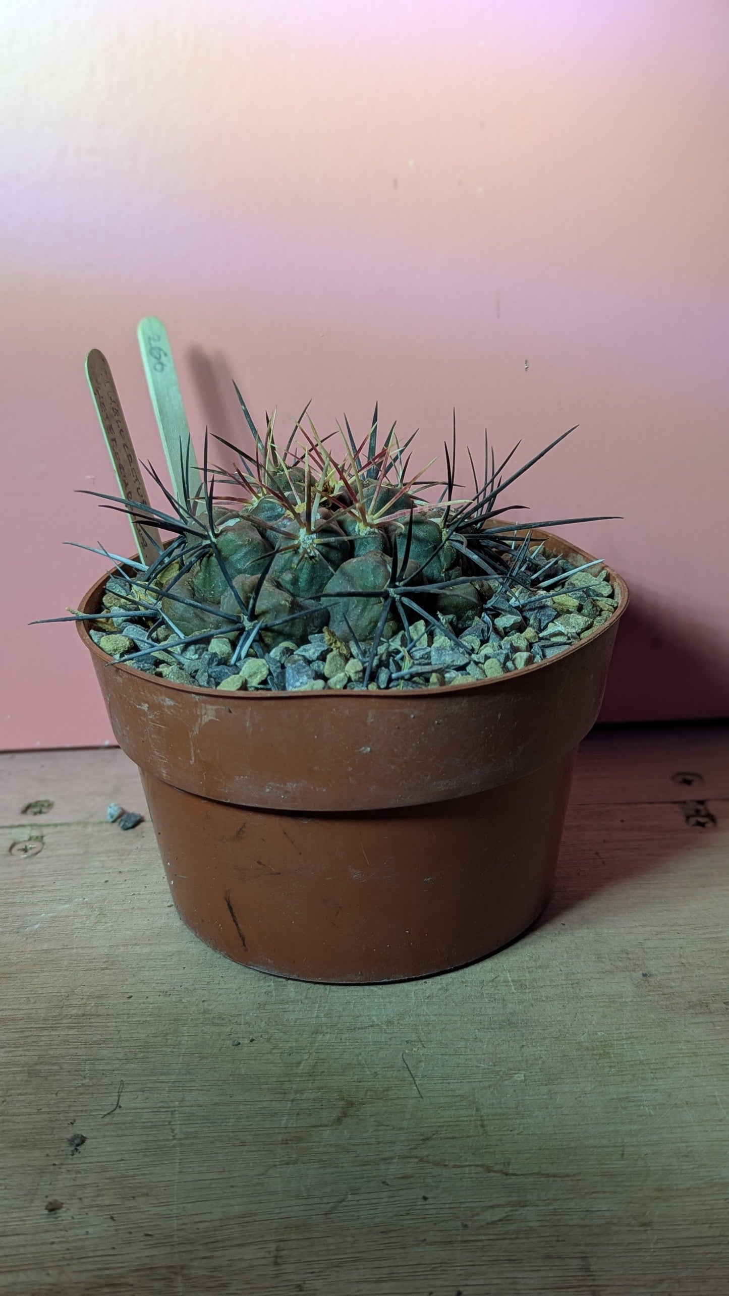 Thelocactus bicolor ssp. heterochromus (260)