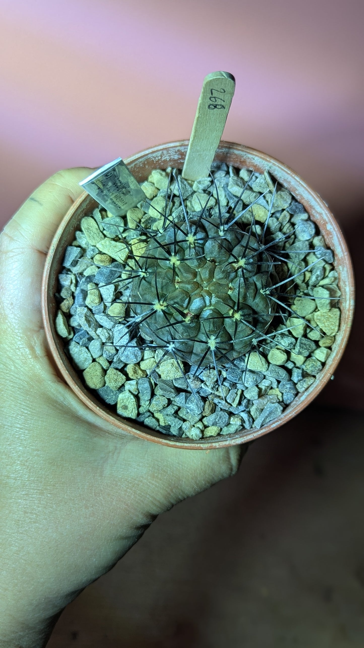 Gymnocalycium striglianum (268)