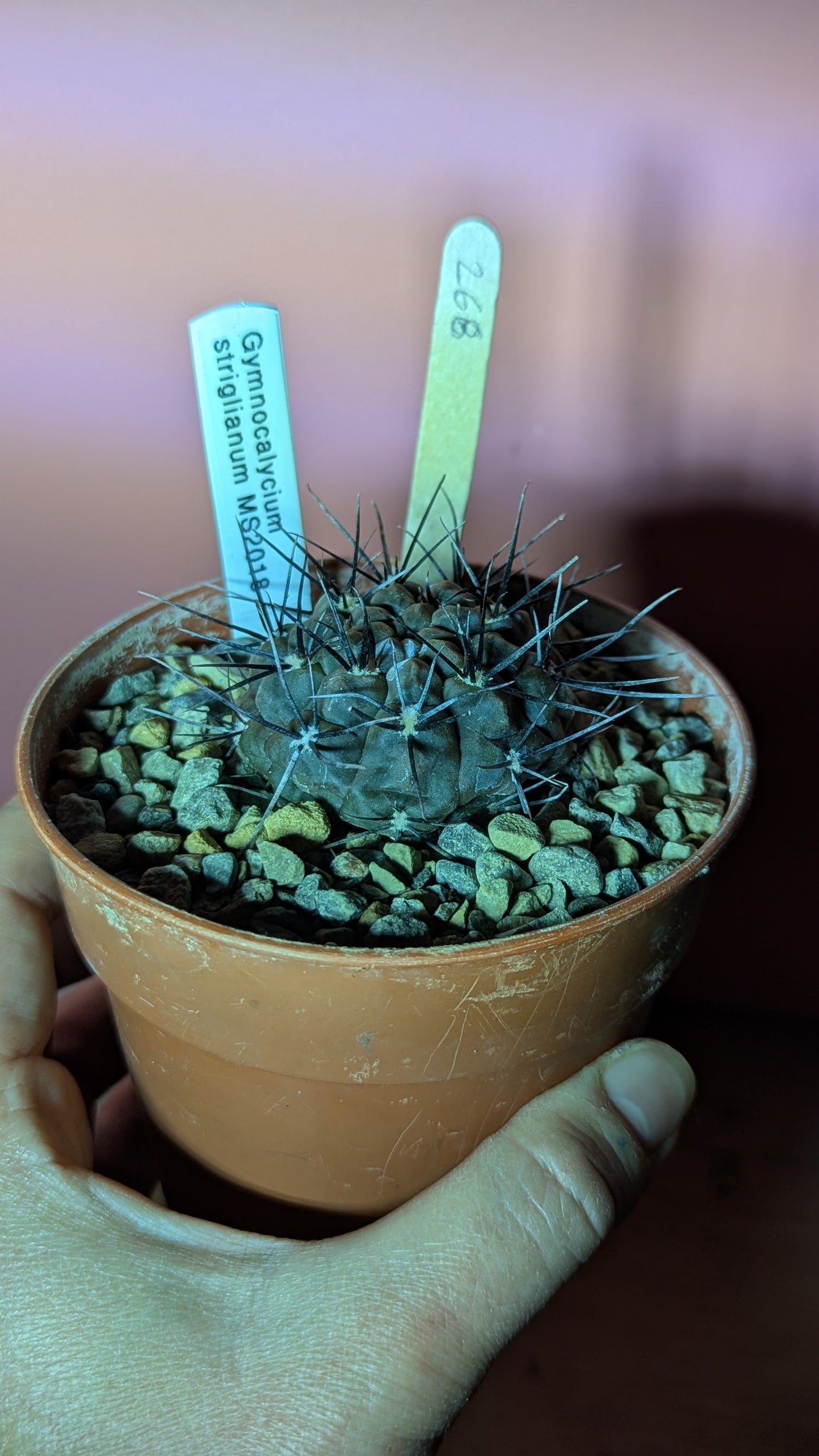Gymnocalycium striglianum (268)