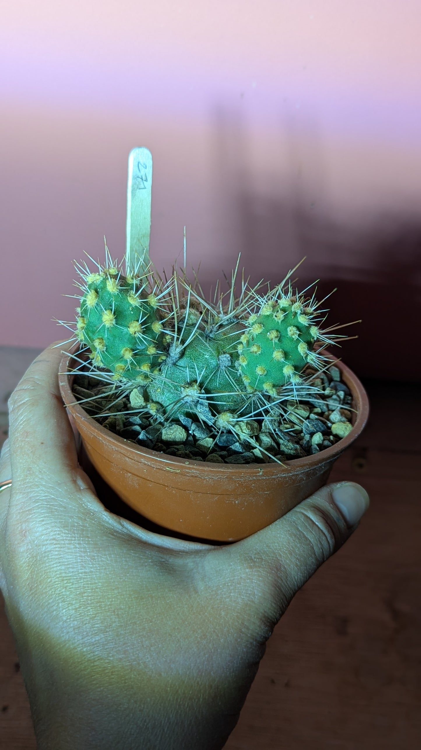Opuntia kuenrichiana (271)