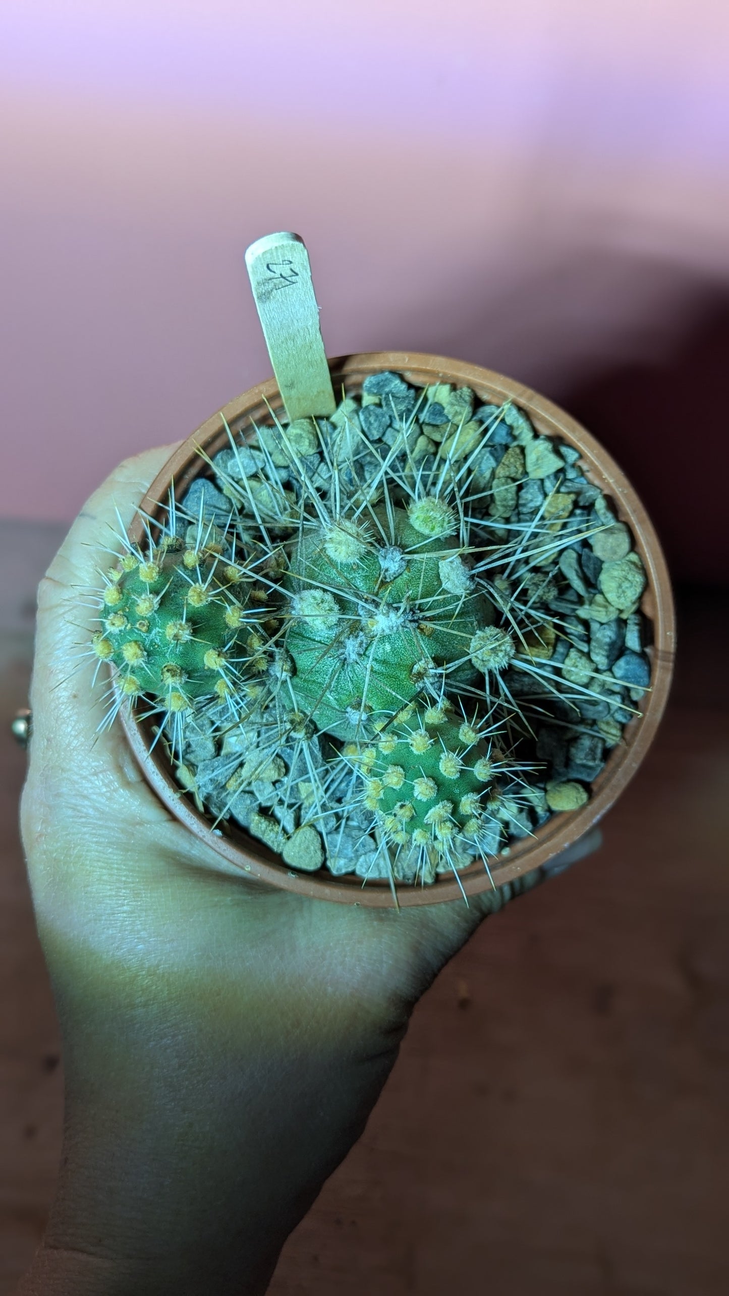 Opuntia kuenrichiana (271)