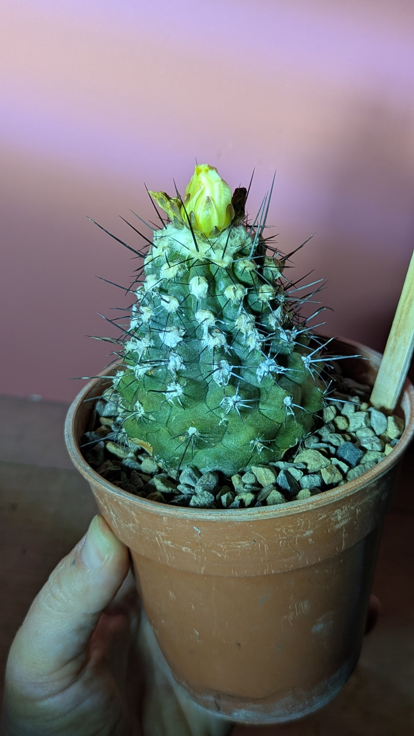 Copiapoa hypogaea (287)