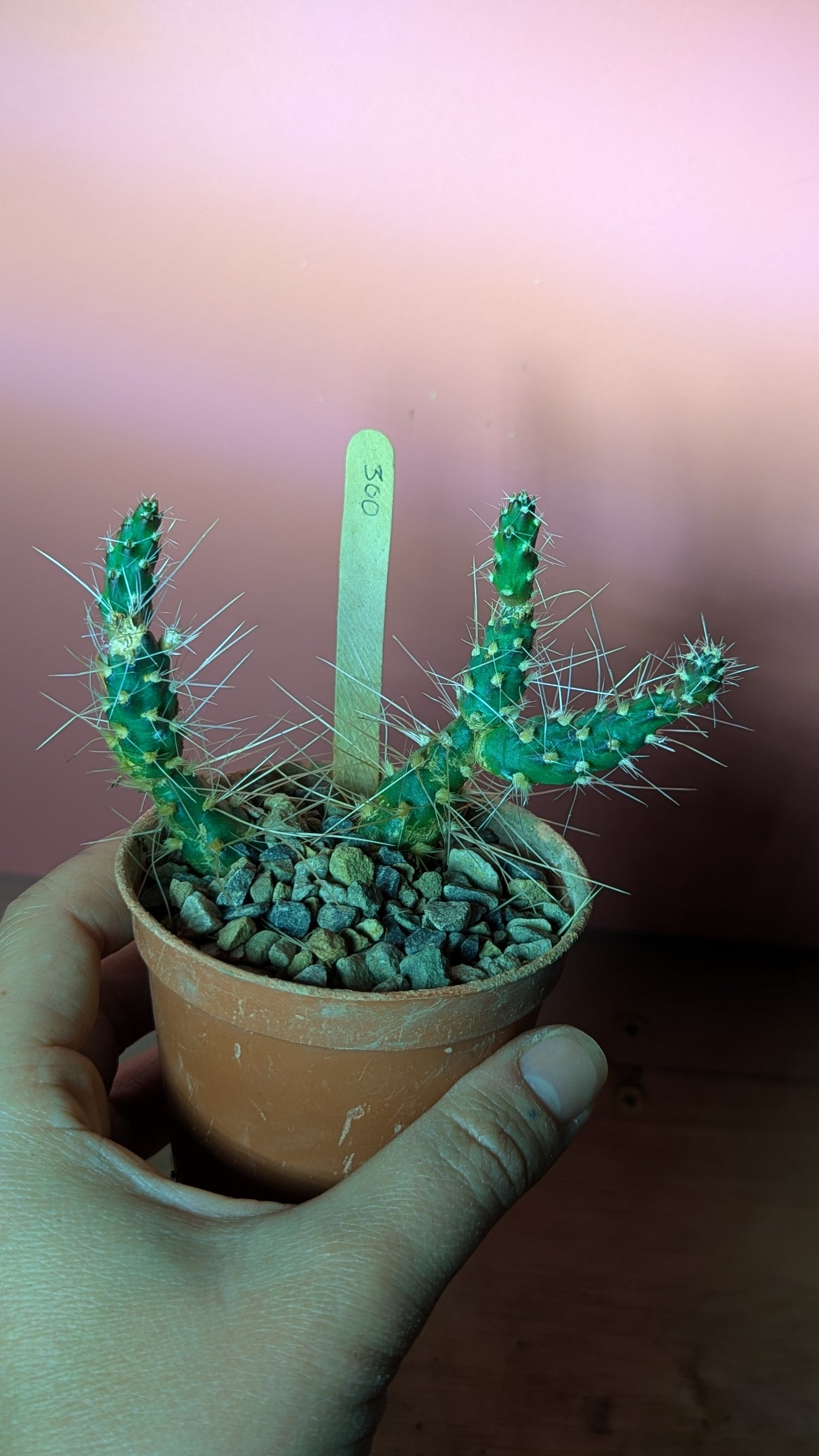 Maihueniopsis species (300)