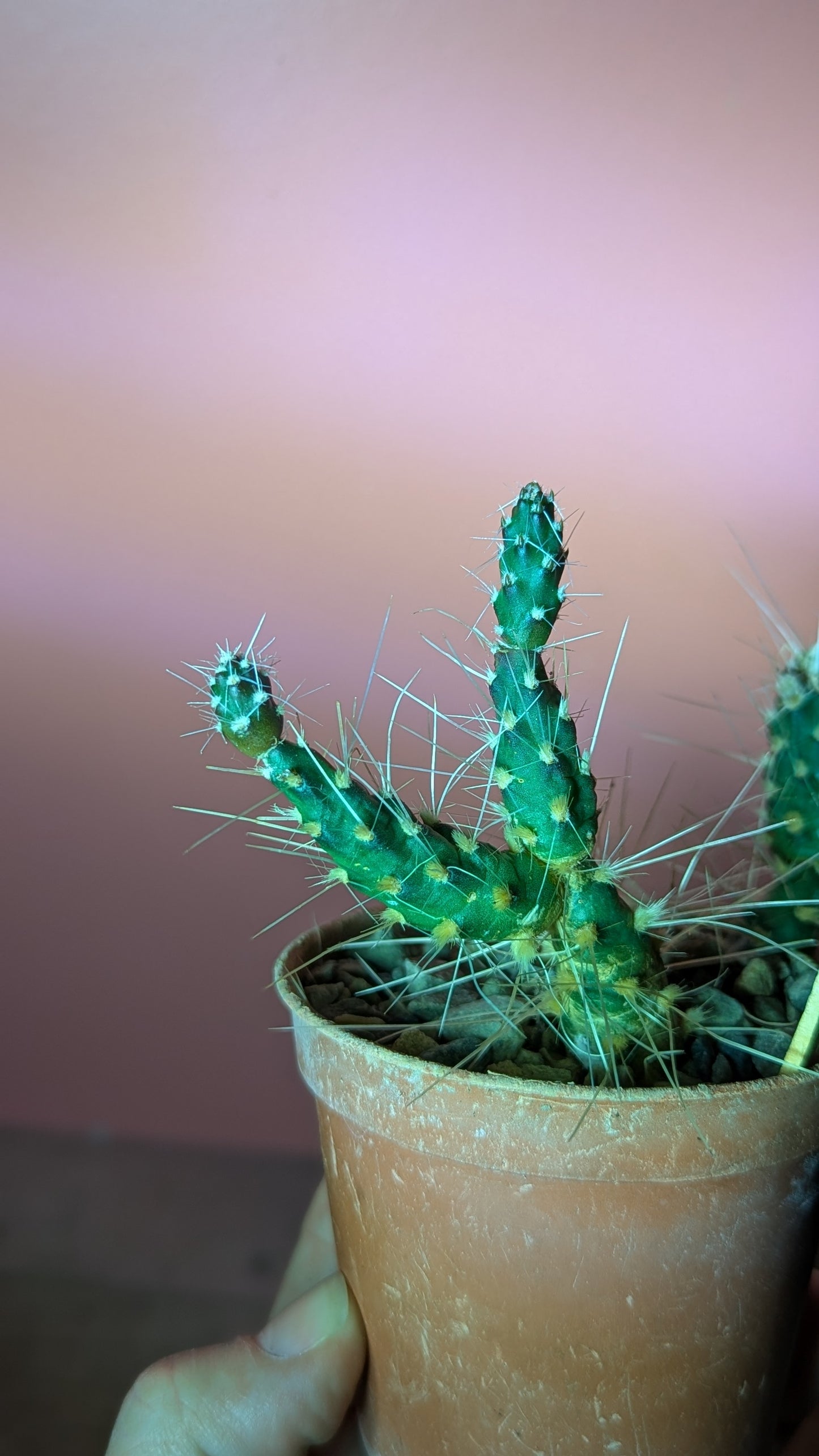 Maihueniopsis species (300)