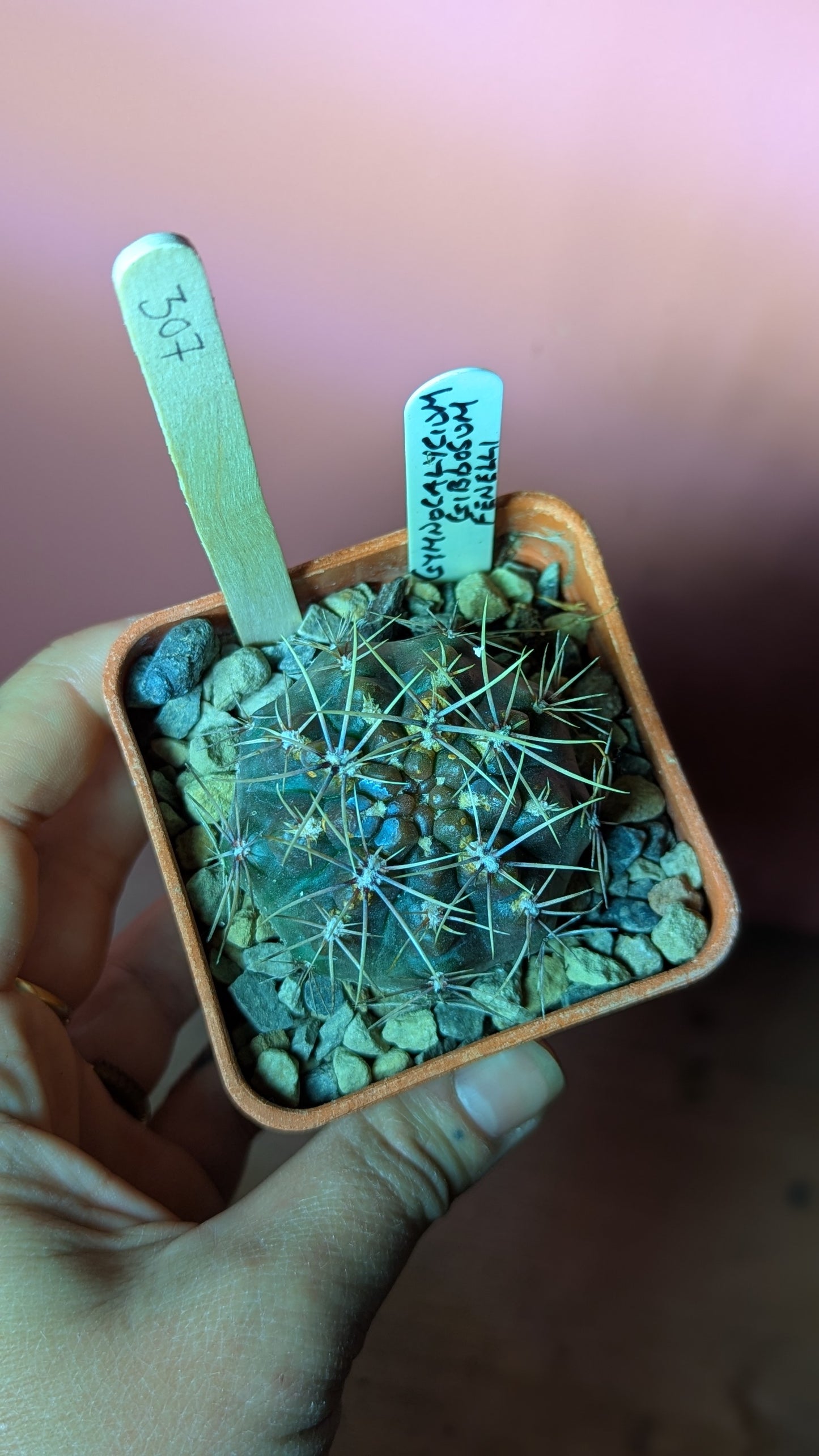 Gymnocalycium gibbosum fenellii (307)