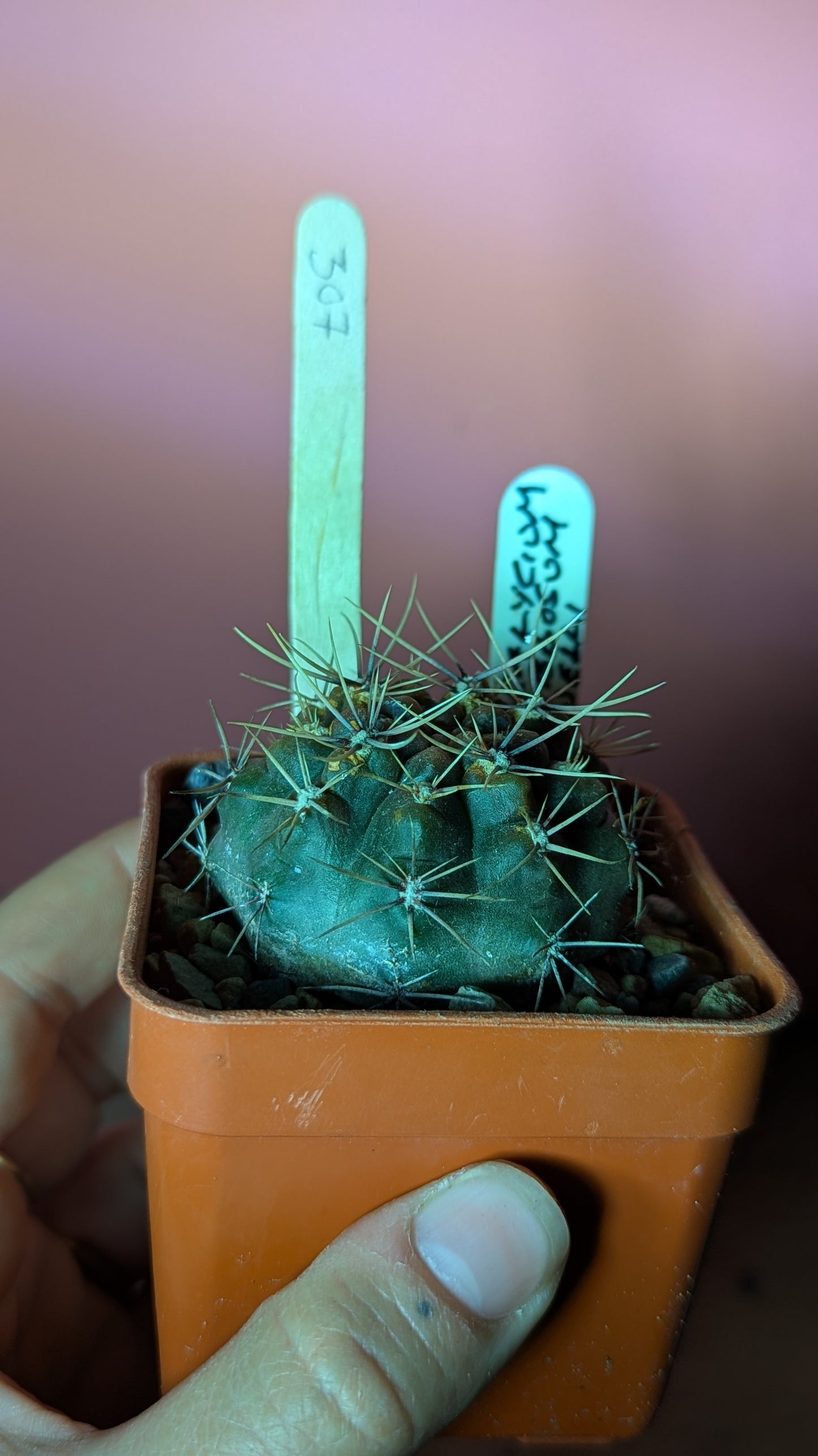 Gymnocalycium gibbosum fenellii (307)