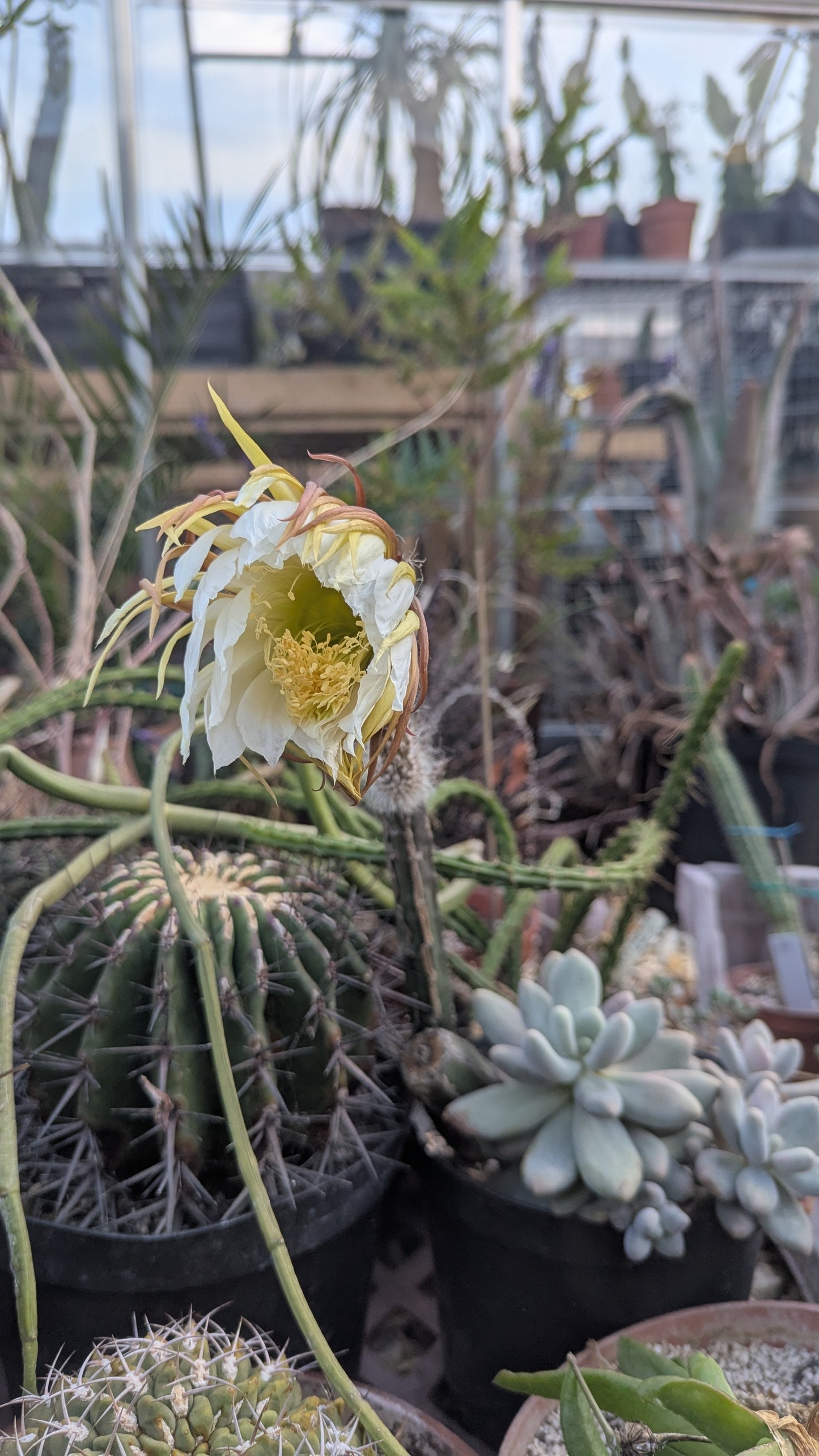 Epiphyllum species (907)