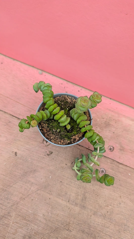 Crassula marneriana