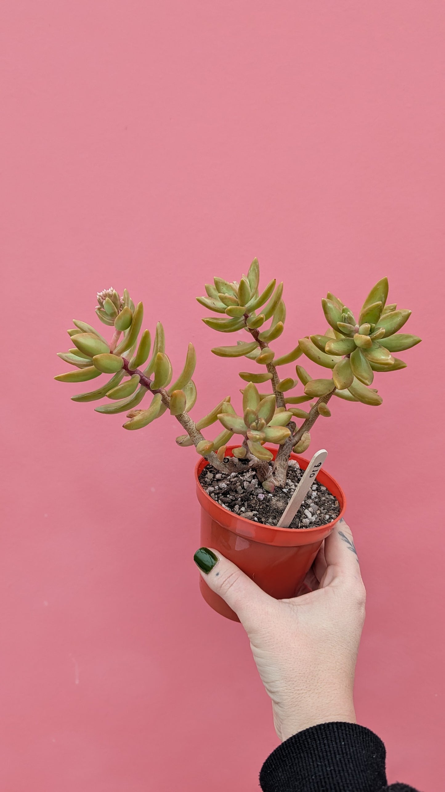 Sedum nussbaumerianum (016)