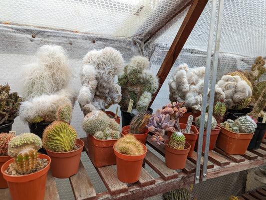 Cactus hunting in Loughborough