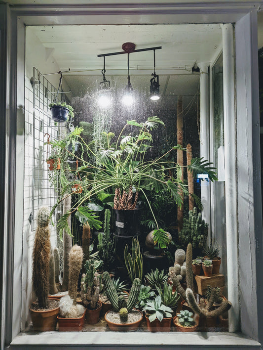 Plant Displays
