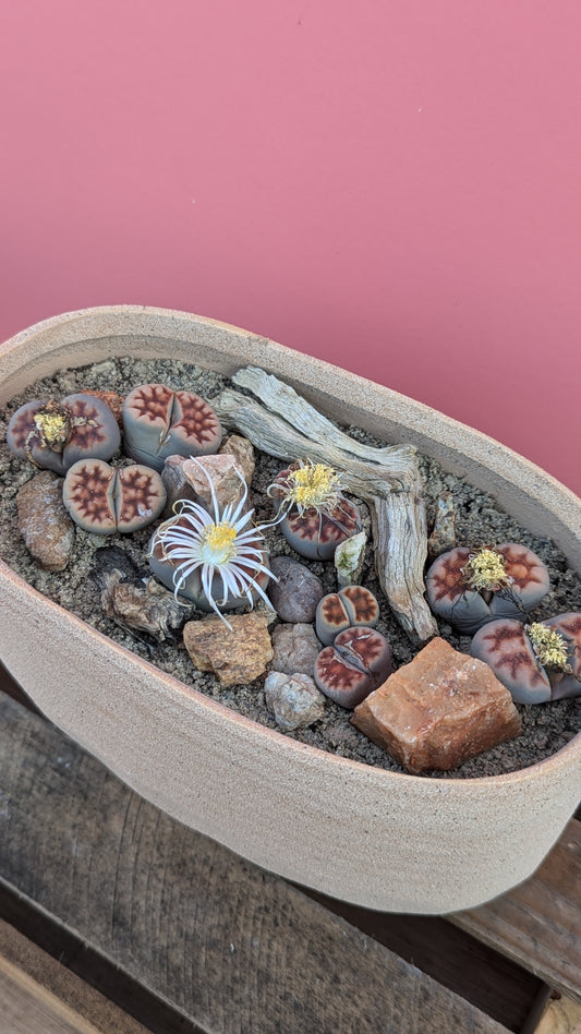 Lithops