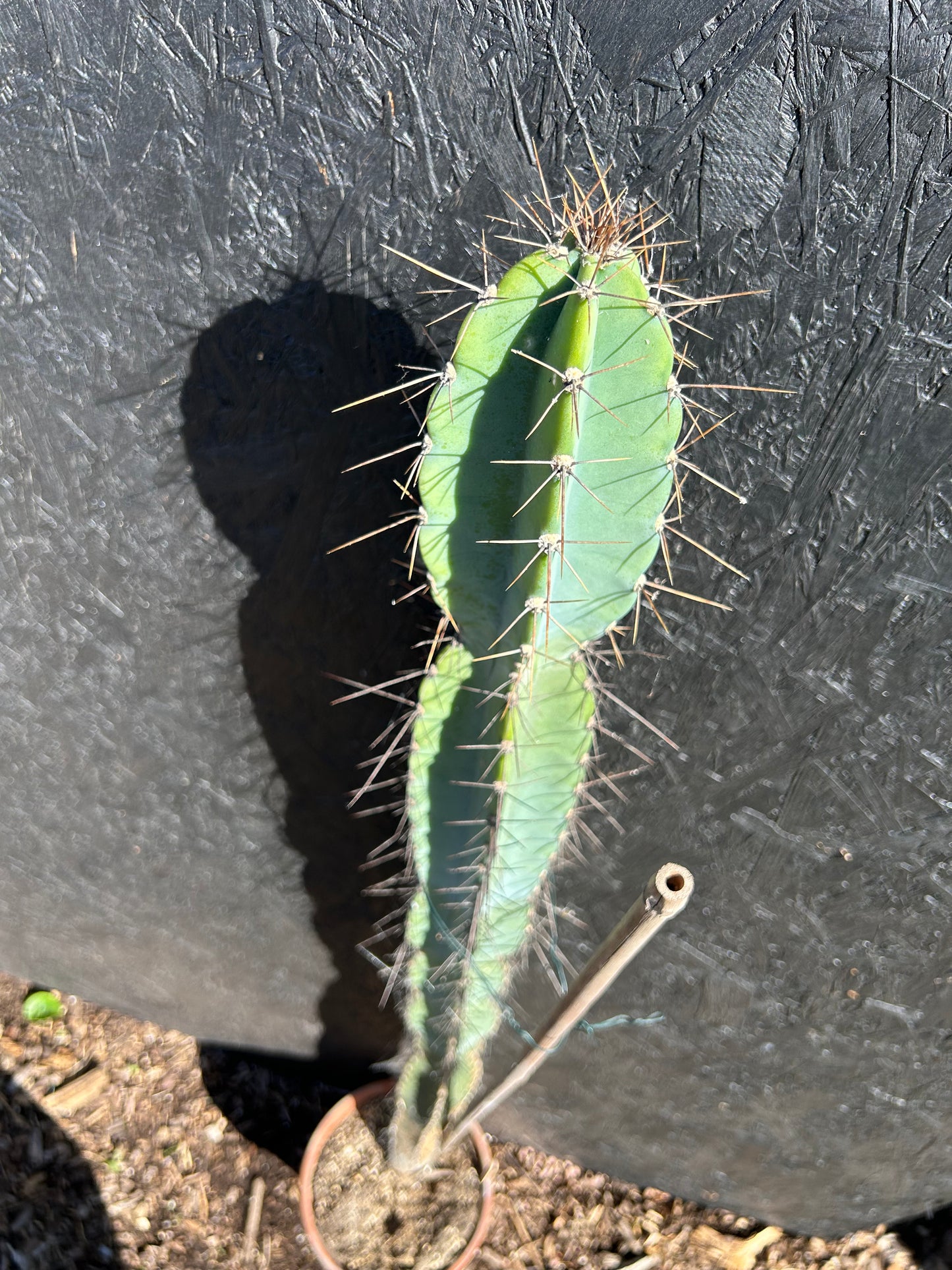 Cereus xanthocarpa (ET1125)