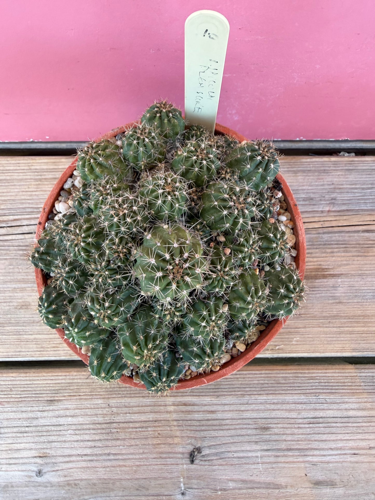 Mammillaria nazasensis (1036T)