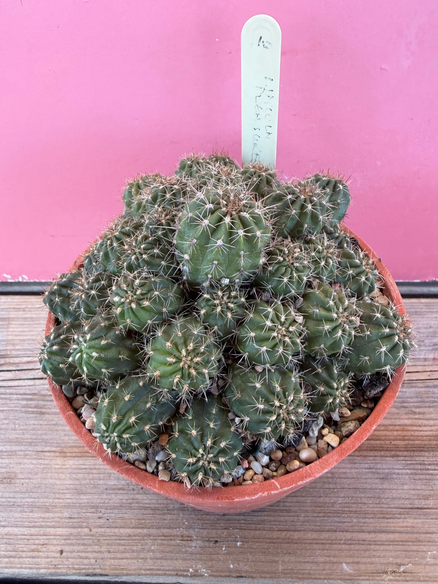 Mammillaria nazasensis (1036T)
