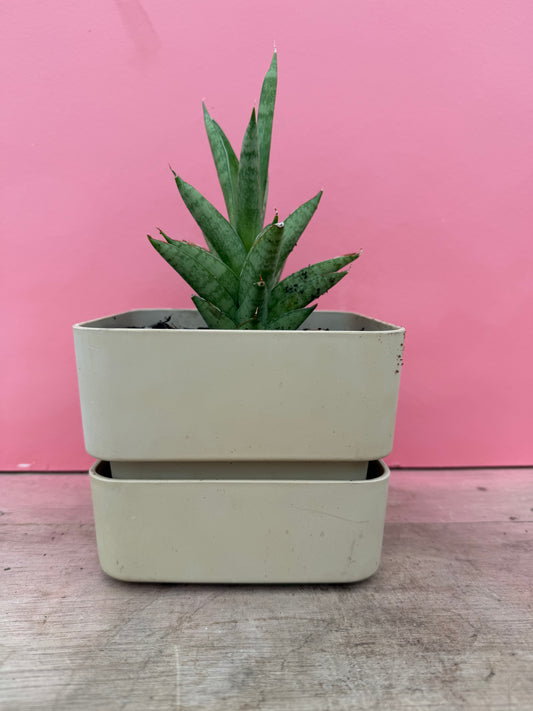 Snake Plant in Vintage Pot