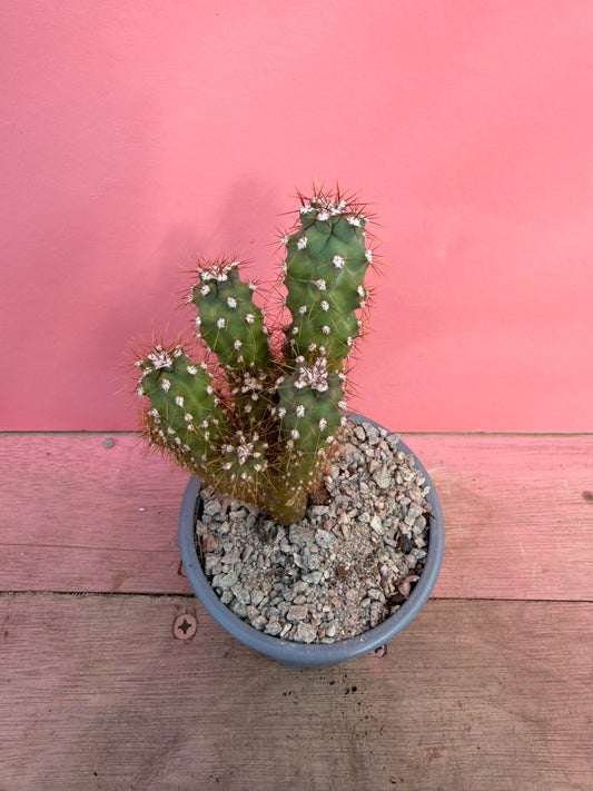 Cereus peruvianus monstrosus (059)