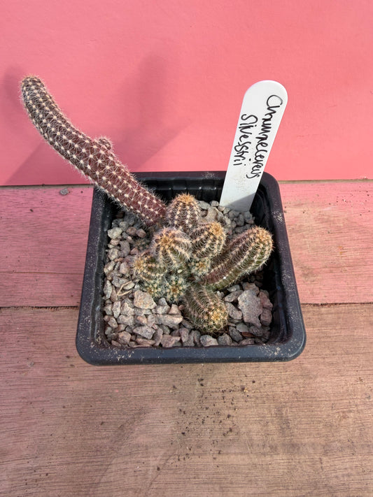 Chamaecereus silvestrii 'Peanut Cactus' (071)