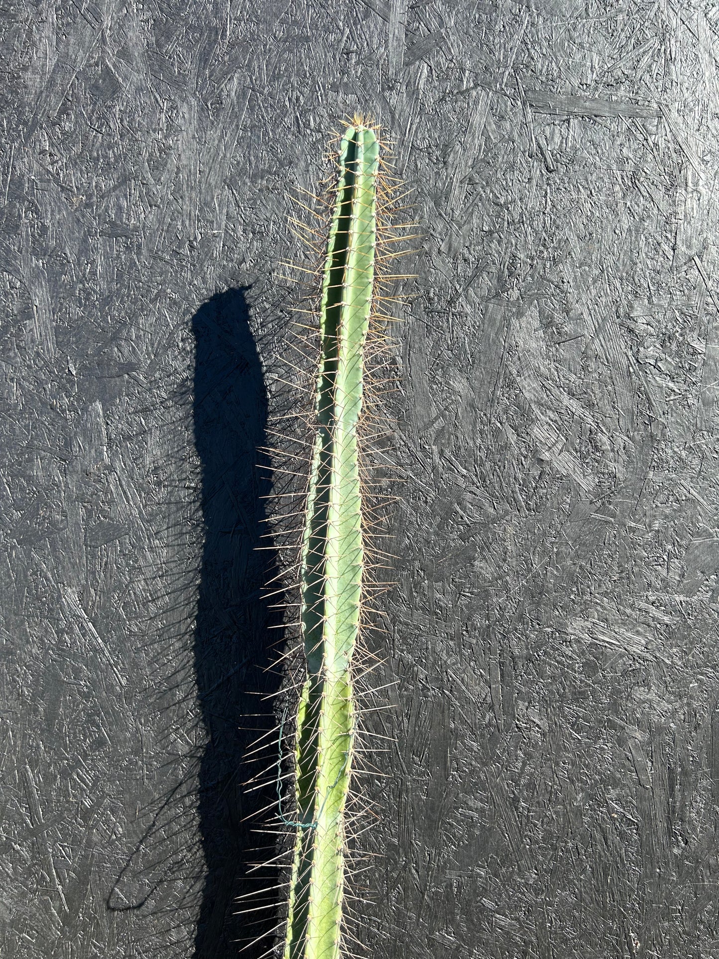 Cereus xanthocarpa (ET1126)