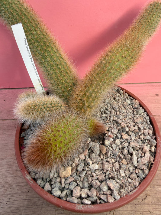 Cleistocactus brookeae ssp. vulpis cauda (065)