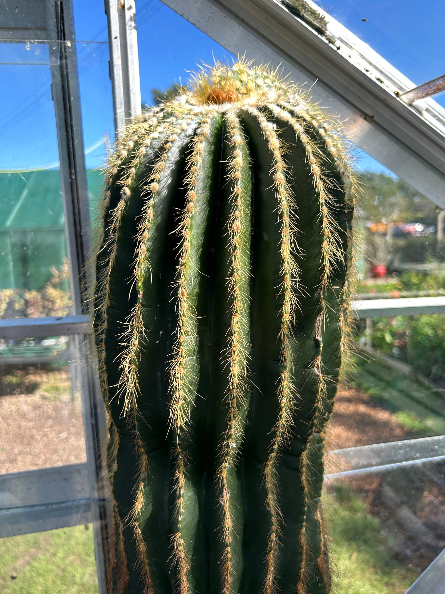 Notocactus magnificus (ET1127)