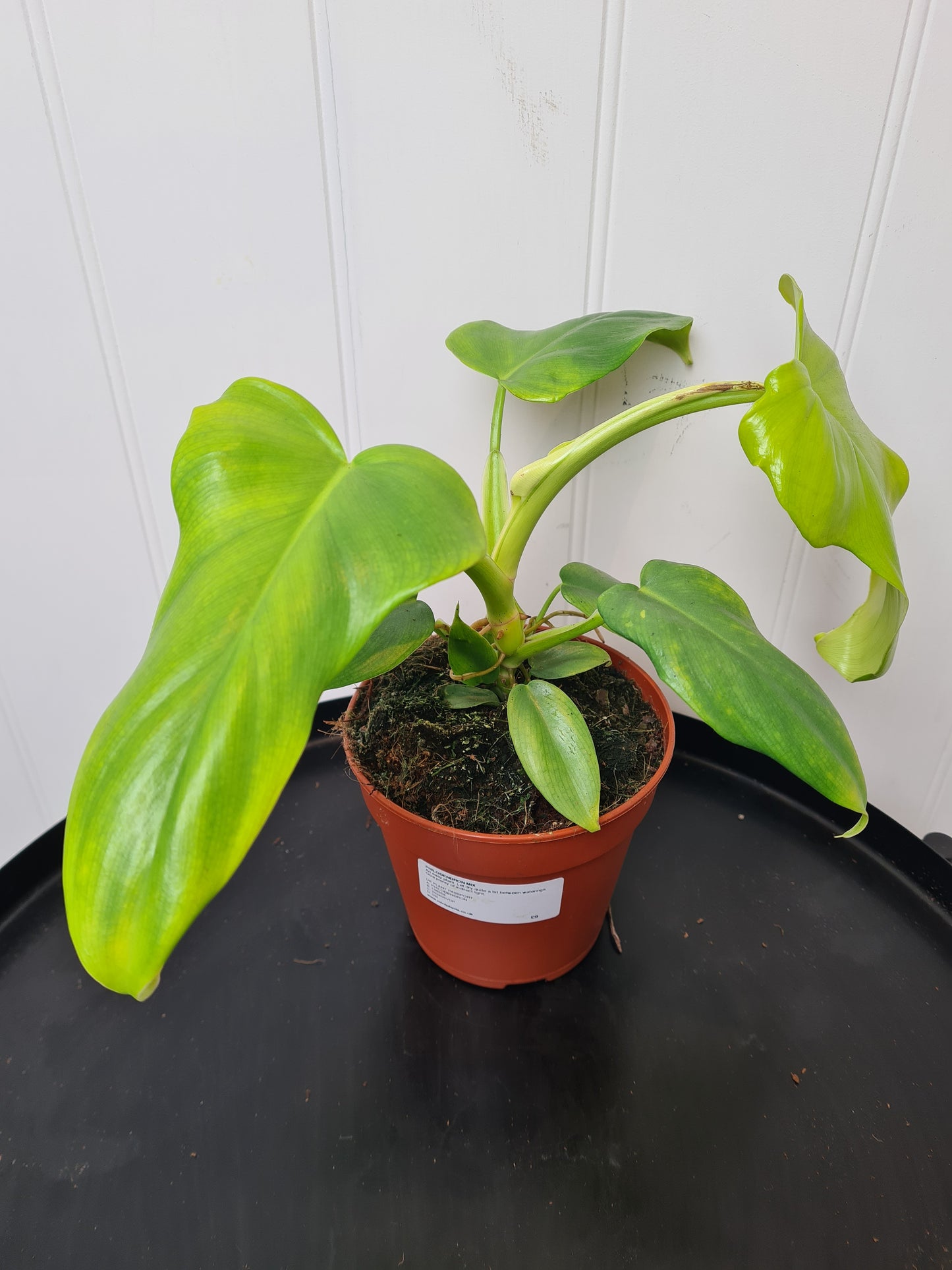 Philodendron species (unknown!)
