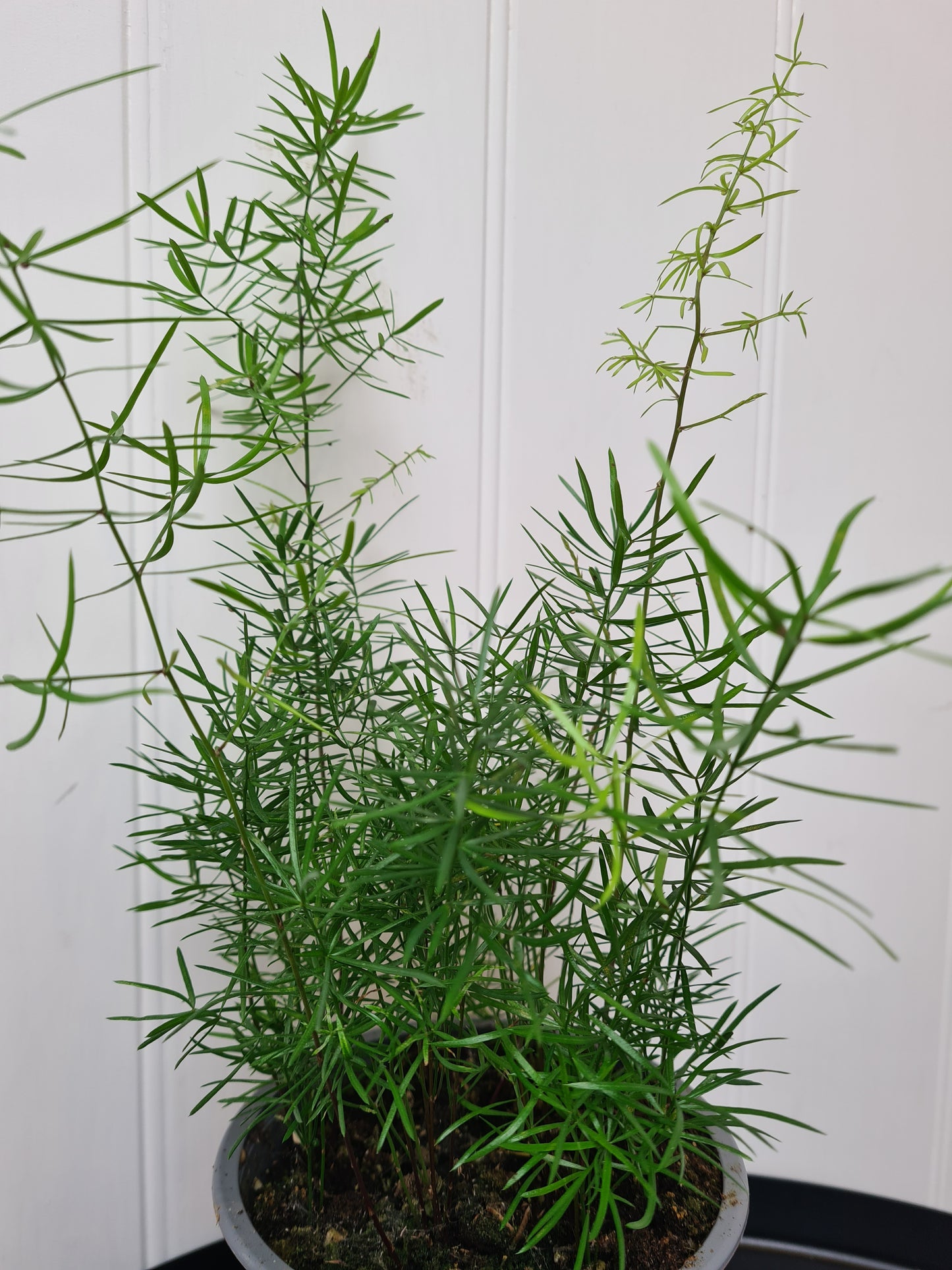 Asparagus densiflorus 'Asparagus fern' HALF PRICE