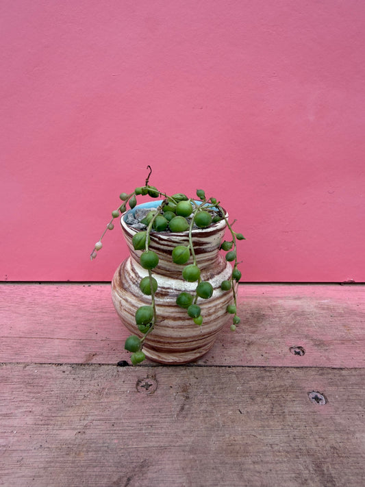 String of Pearls in Vintage Pot (085)