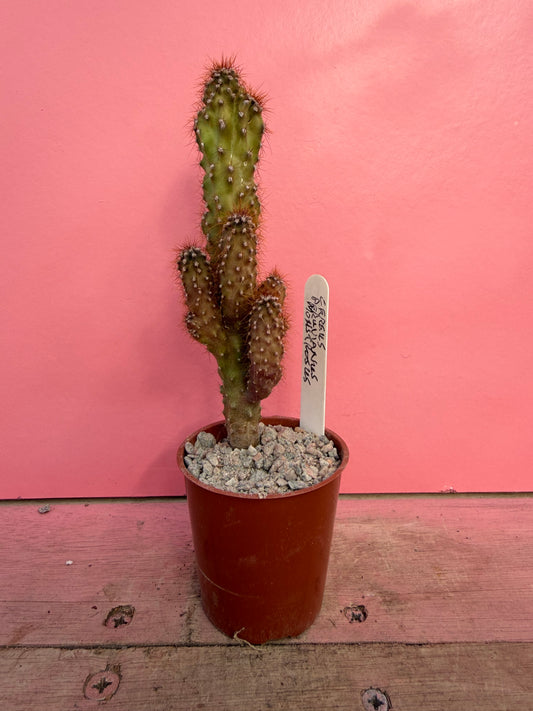 Cereus peruvianus monstrosus (061)