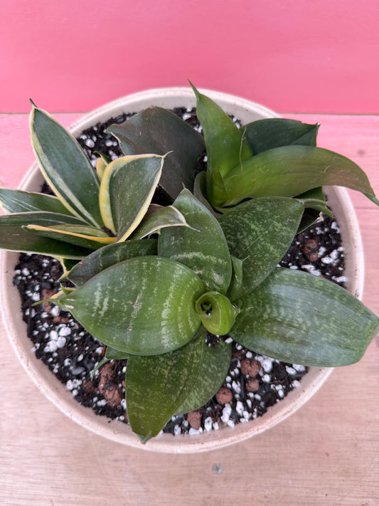 Sansevieria Trio in Vintage Bowl (079)