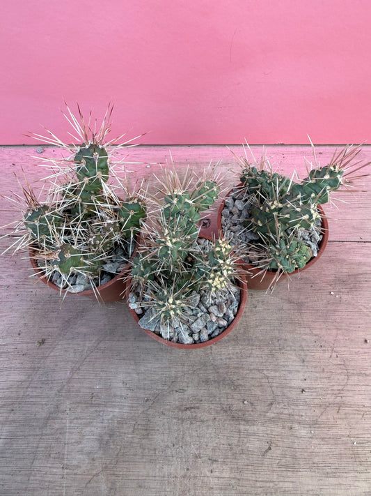 Cylindropuntia species (075)