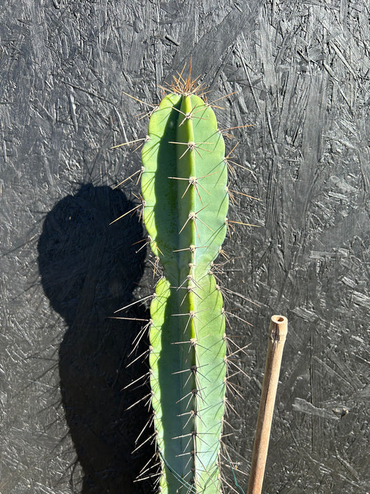 Cereus xanthocarpa (ET1125)